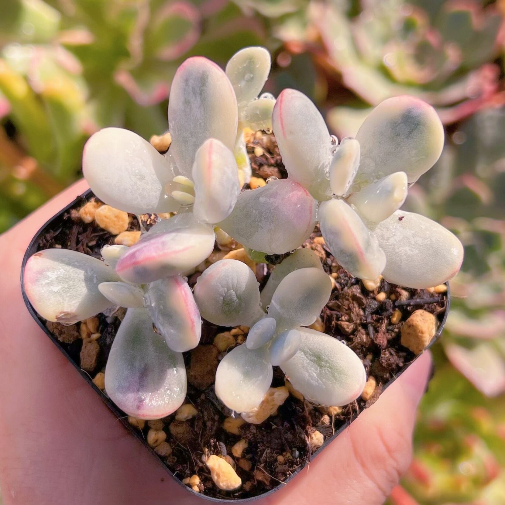 現物　達磨福娘錦#673   るる農園