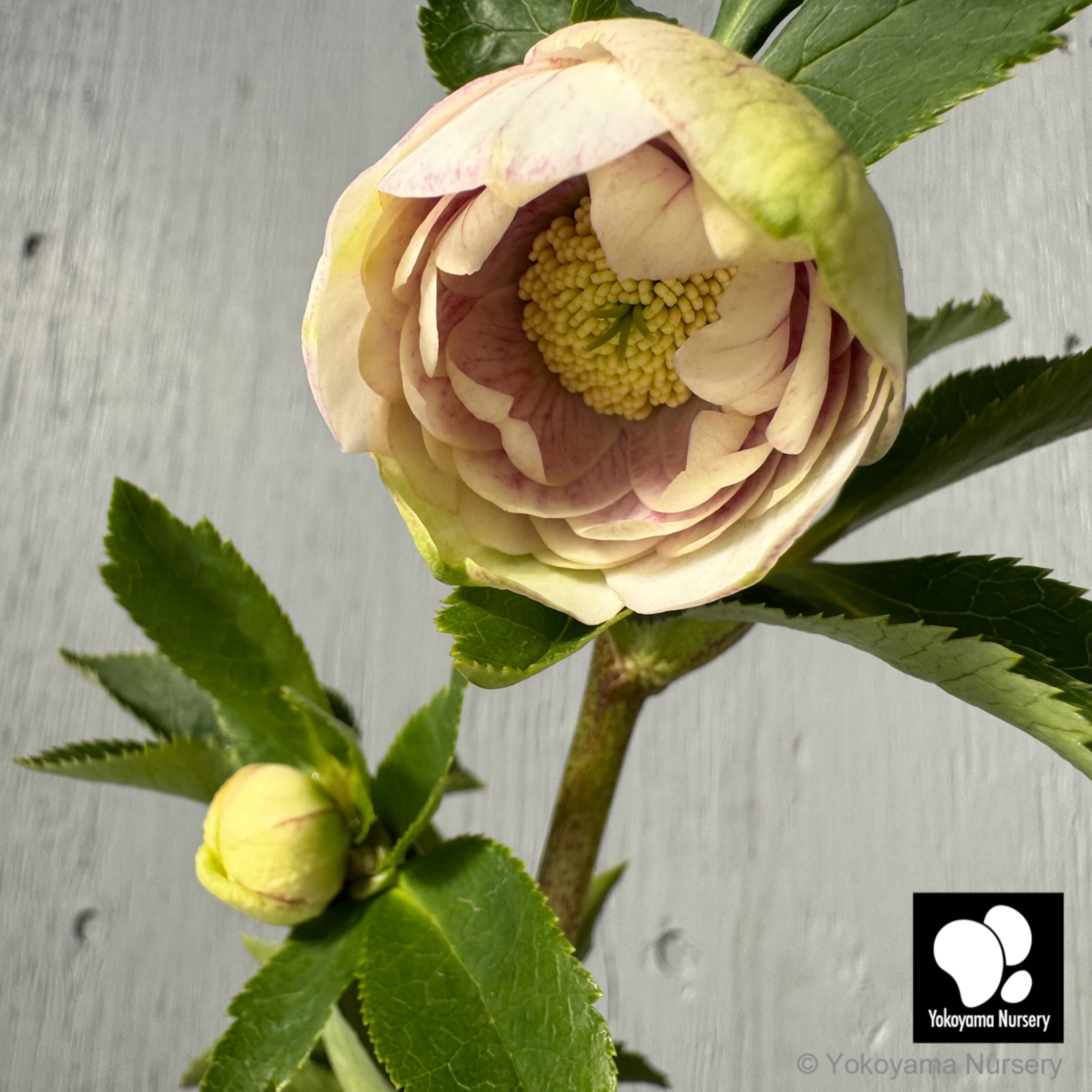 ALL ITEM | 横山園芸 Yokoyama Nursery｜公式オンラインショップ｜通信販売