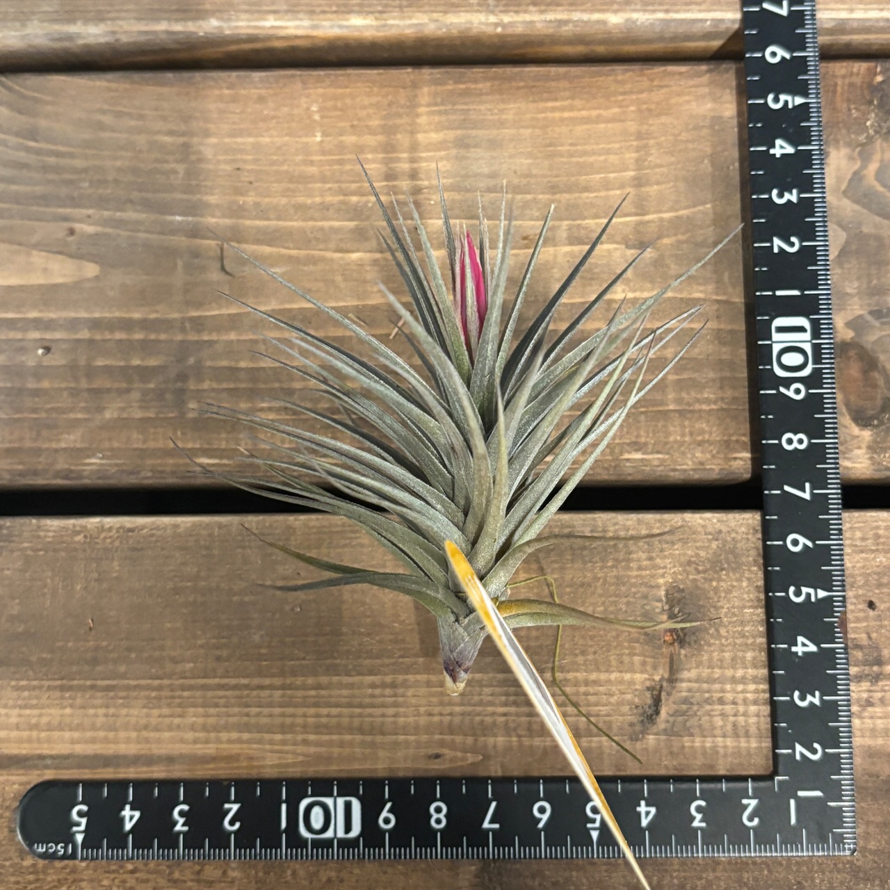 チランジア　アエラントス　ニグラ【1003】