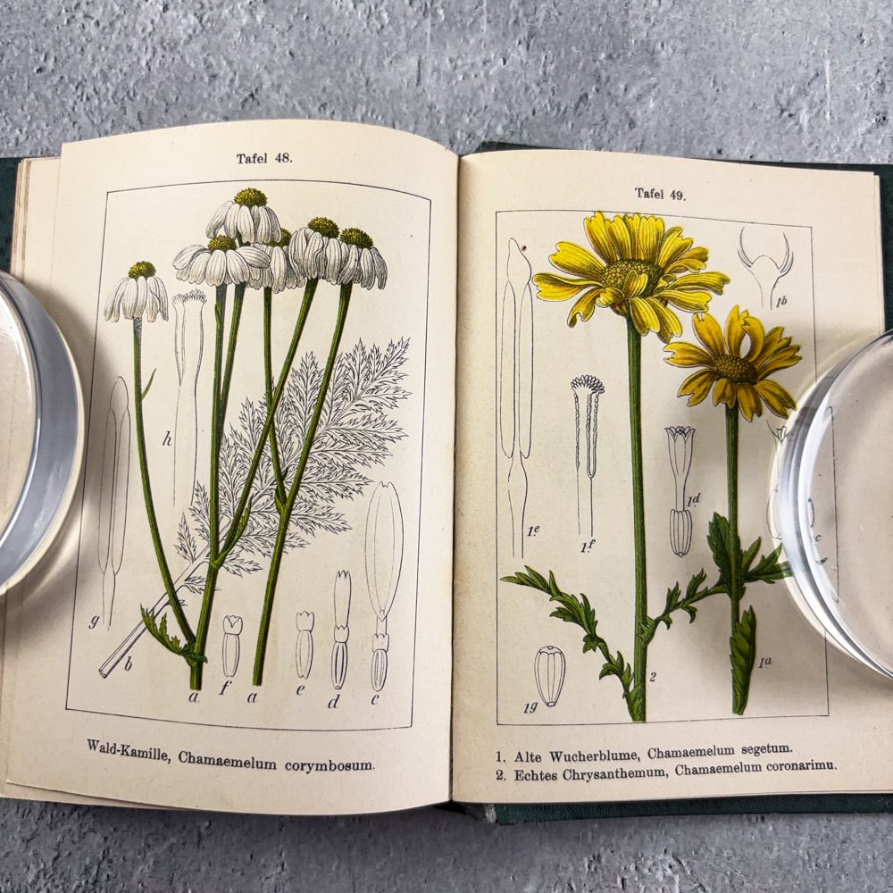 J.Sturm ドイツの植物図鑑 No.15 ボタニカル ヤーコブ