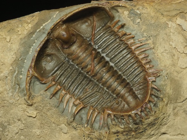 裏側！ハイポ！中国産レア種！三葉虫【Damesella paronai】【507ｇ】中国・山東省産/化石/ダメセラ/恐竜