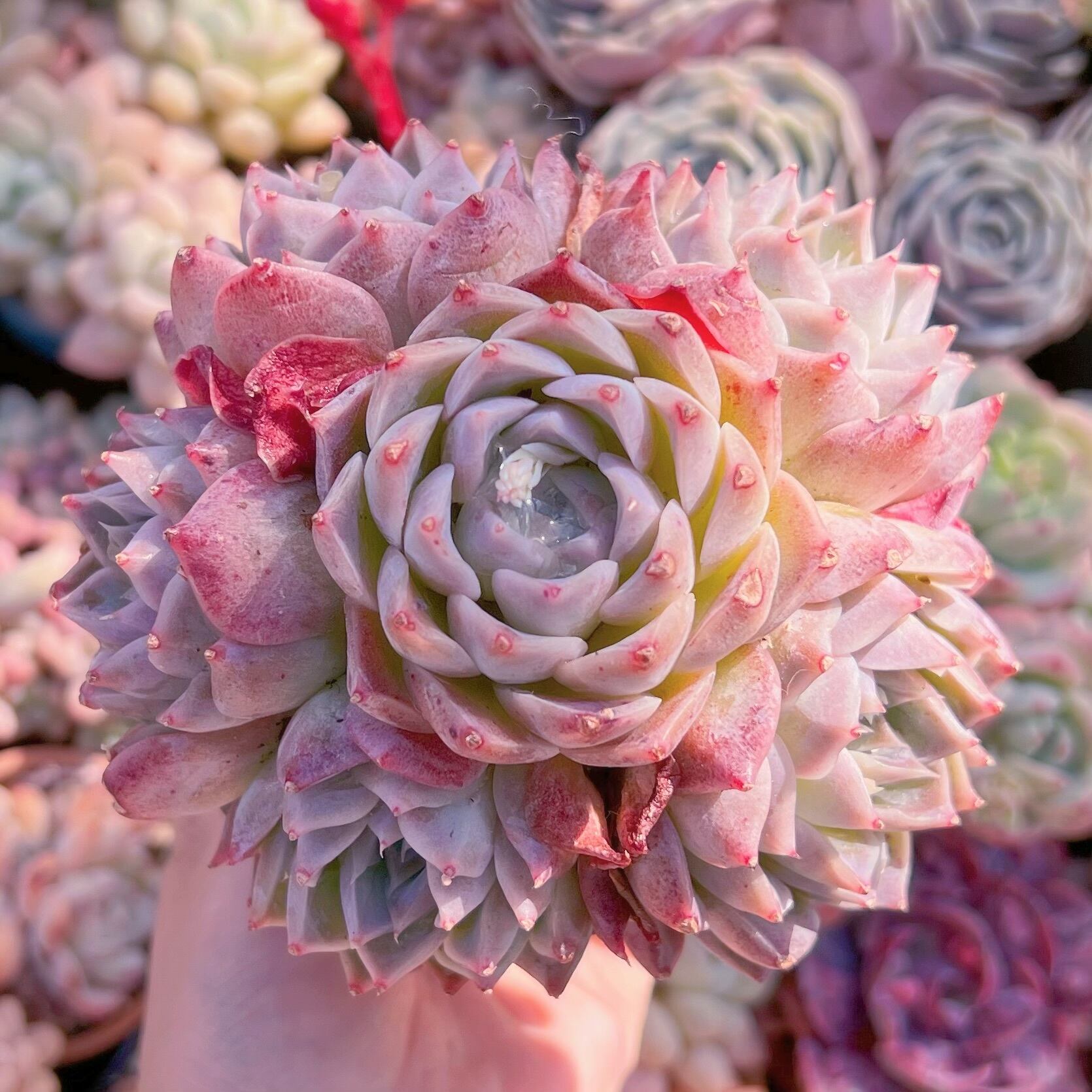 現品　沙羅姫#062　大群生　るる農園