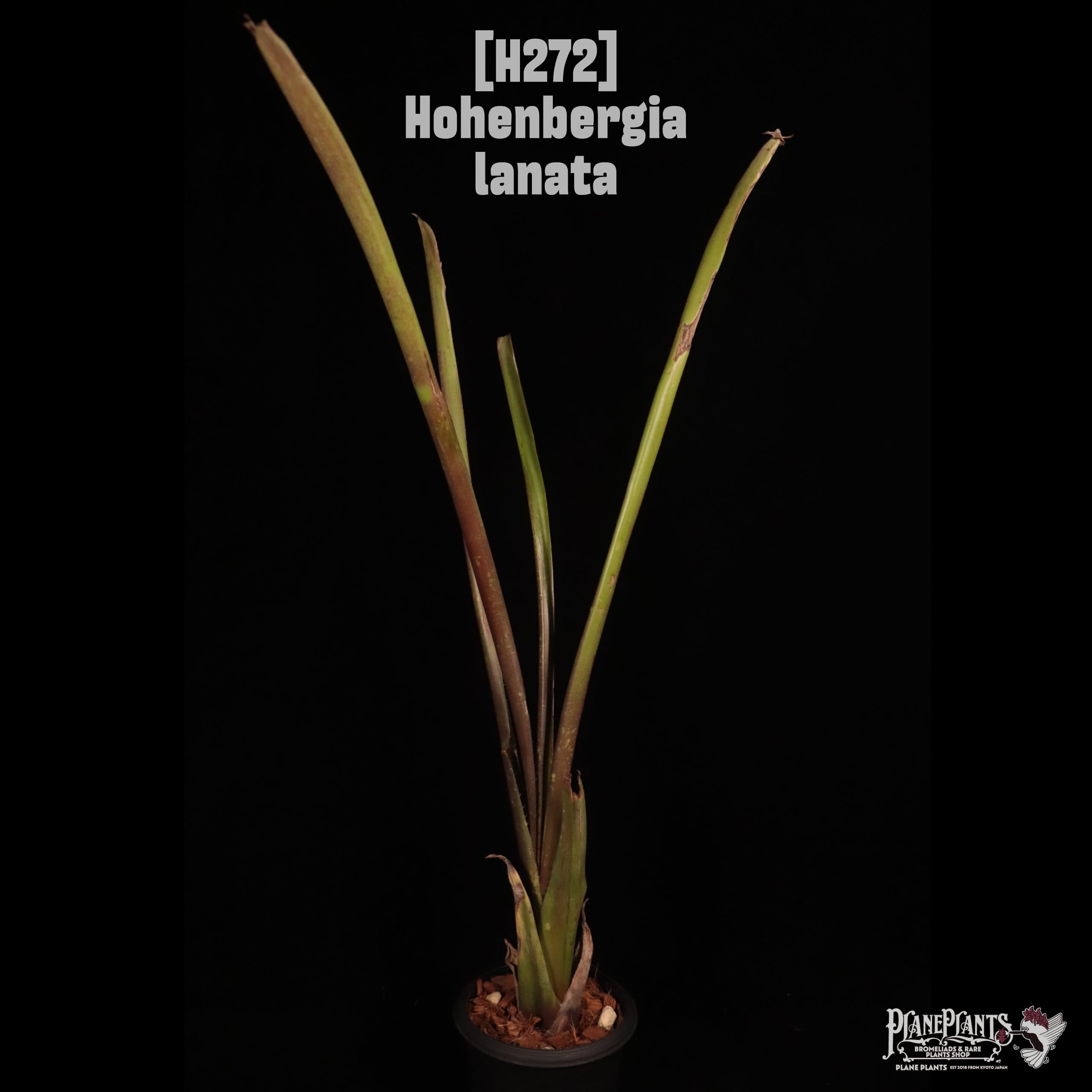 Hohenbergia lanata〔ホヘンベルギア〕H272