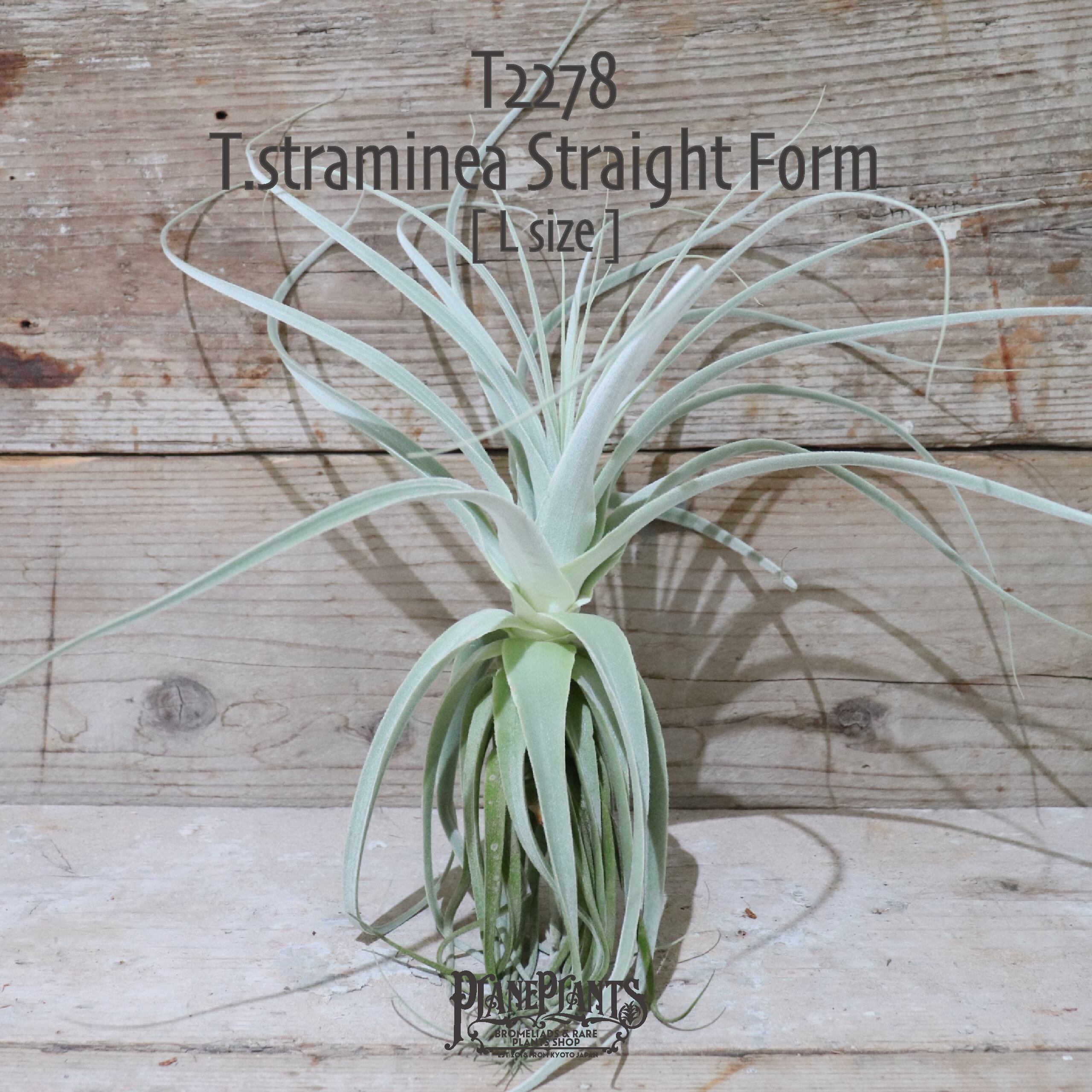 【送料無料】straminea Straight Form〔エアプランツ〕現品発送T2278