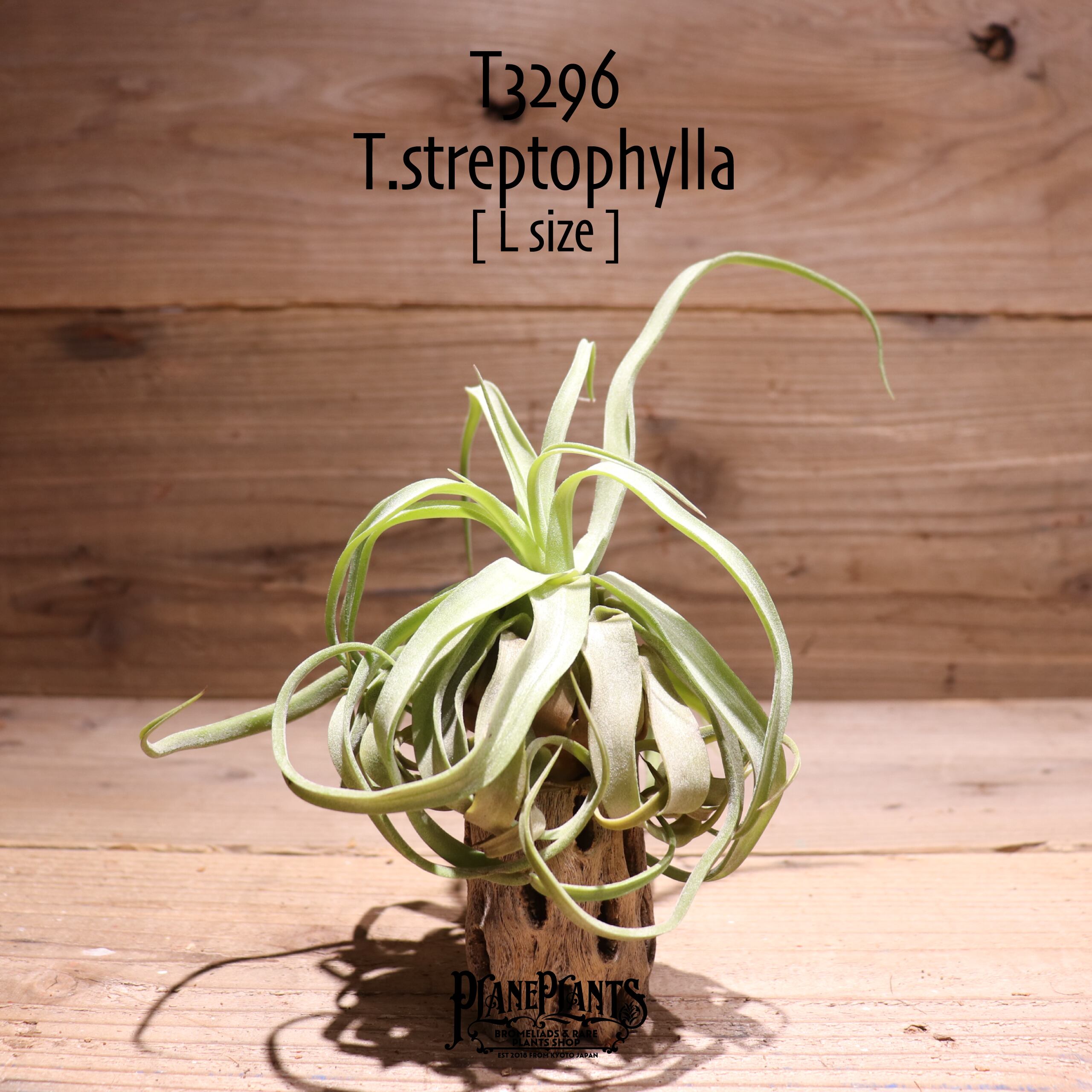 【送料無料】streptophylla L〔エアプランツ〕現品発送T3296