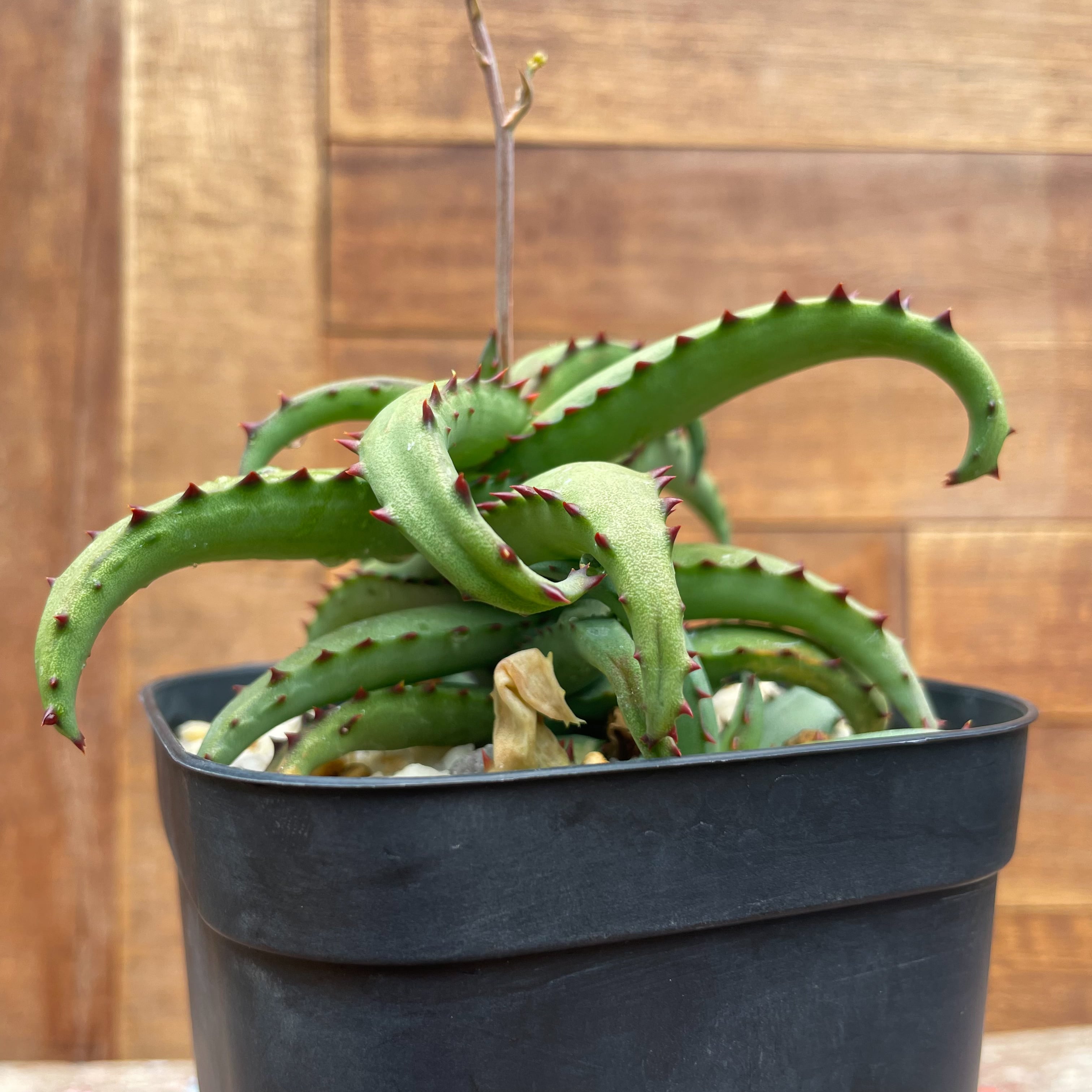 アロエ カスティロニアエ 大株 （Aloe castilloniae 【アロエ  