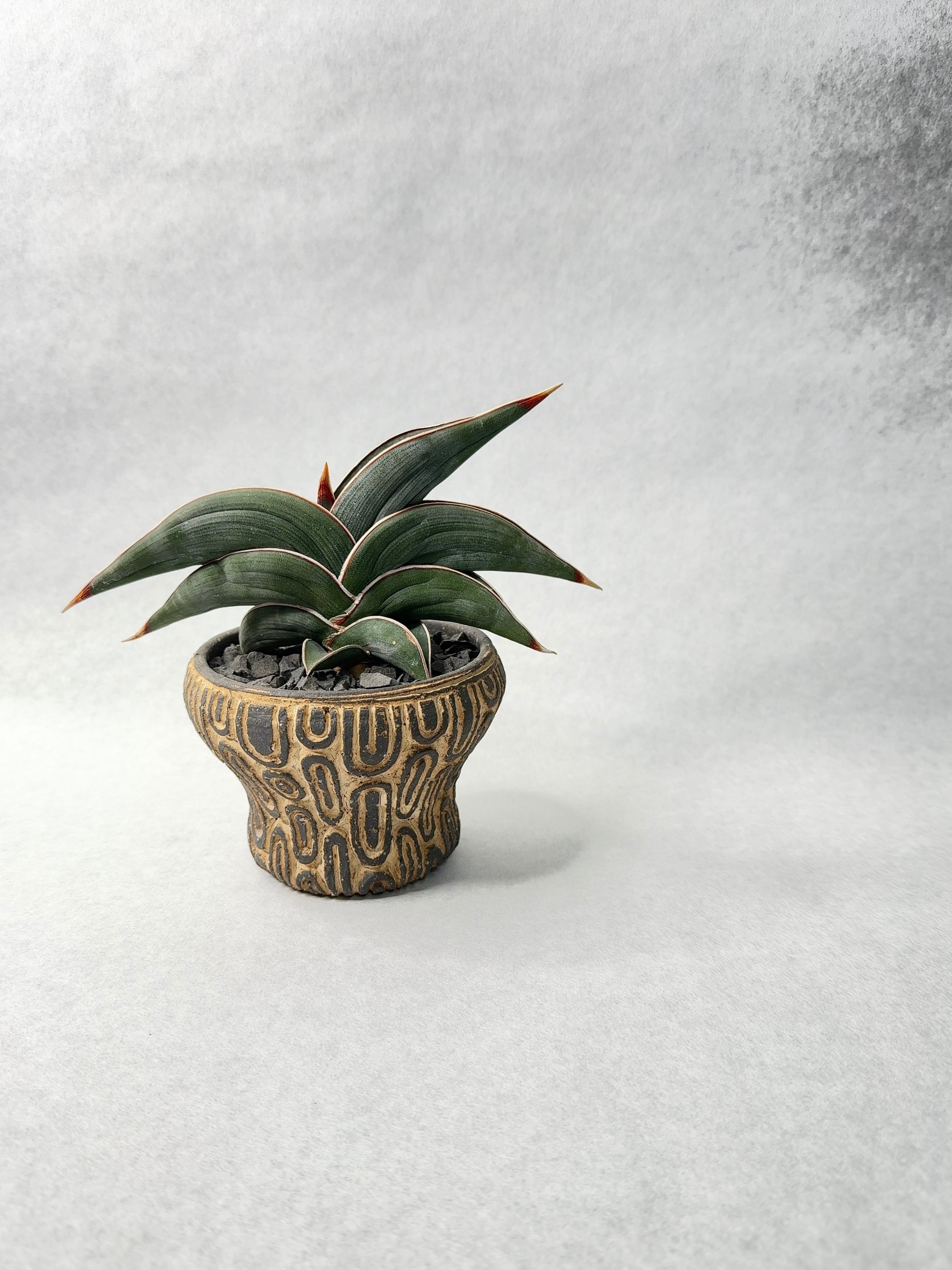 サンセベリア・ロリダ | trigger