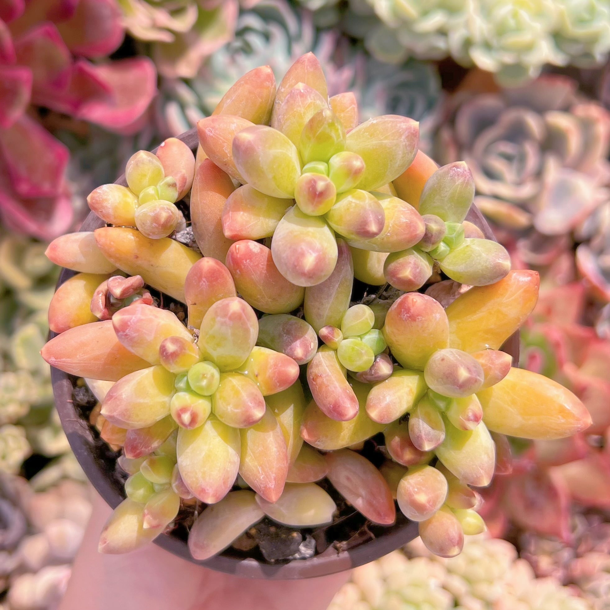 現品　千代田の松#C42　るる農園