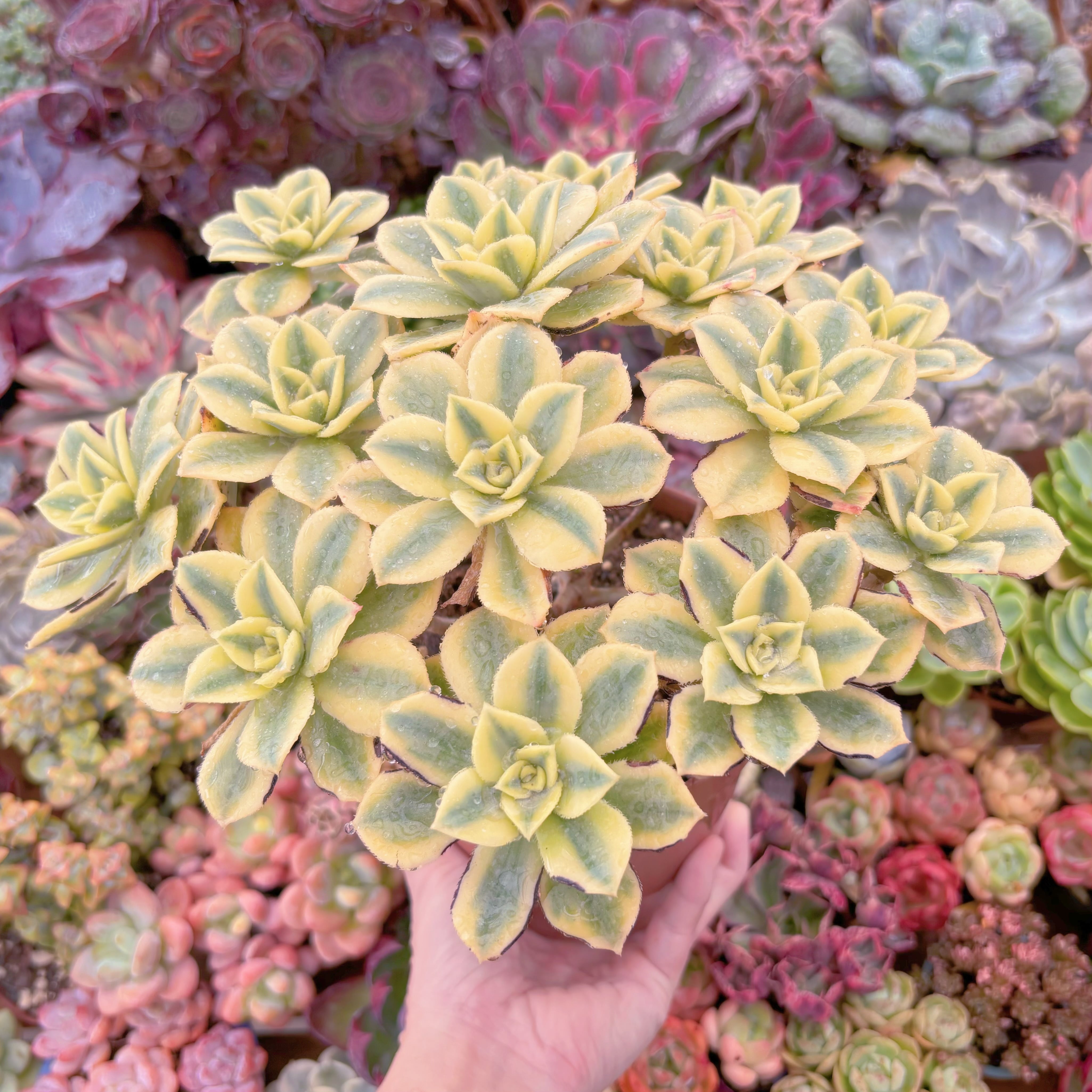 多肉植物 現品 サンバースト#343 特大群生 新入荷 るる農園 | るる農園~多肉植物専門