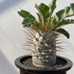 Pachypodium namaquanum【パキポディウム・ナマクアナム・光堂】