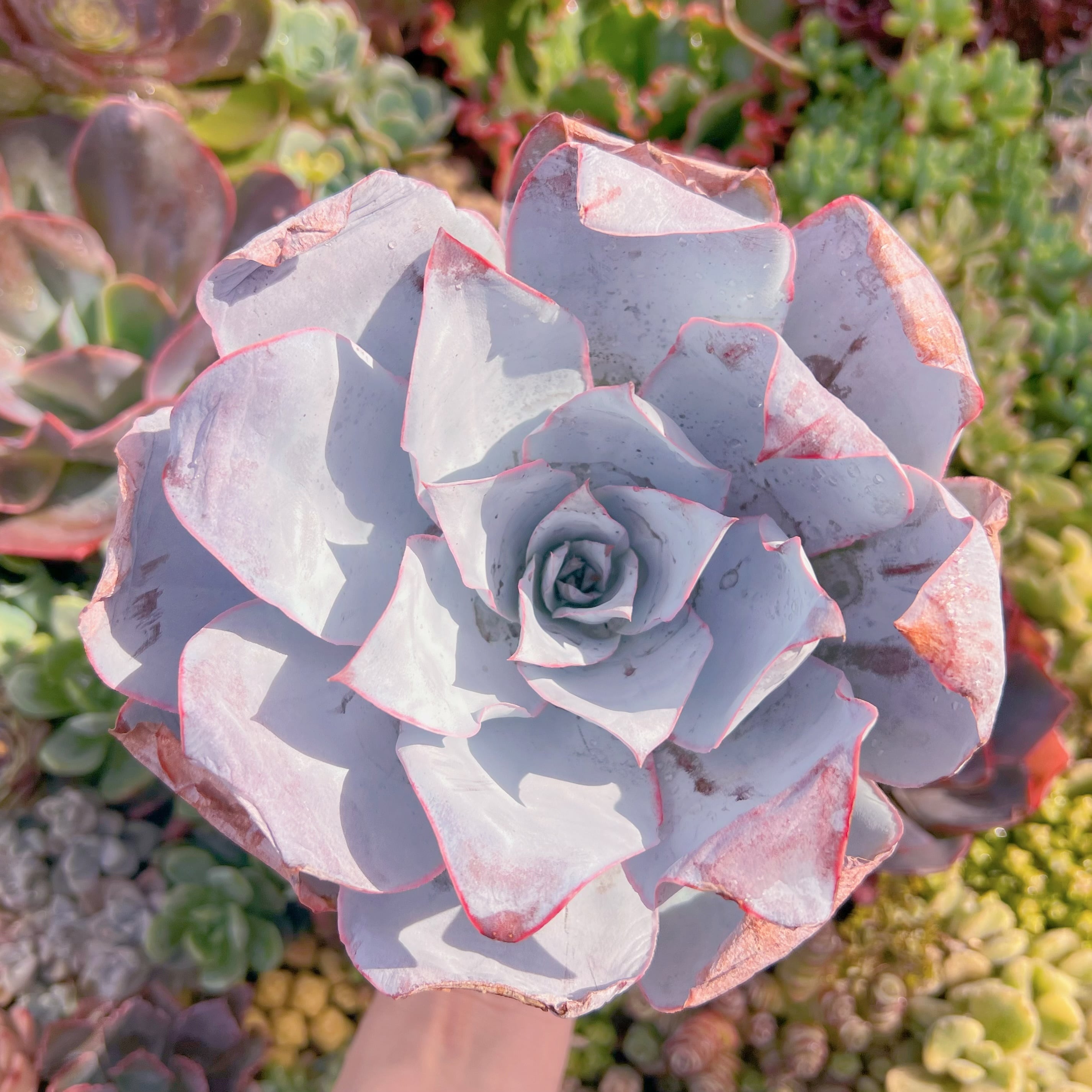 現品　カンテ#F060　特大苗　新入荷　るる農園