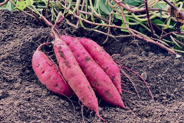 ［CSA］Ethical farming 2024（Classic：Vegetable+Honey MAX）