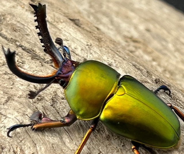 【WD】《パプアキンイロクワガタ アルファック産 35mm ペア》