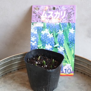 ムスカリ　ダッチオブスノー　球根　冬から春のお花　丈夫　植えたままで次も咲く