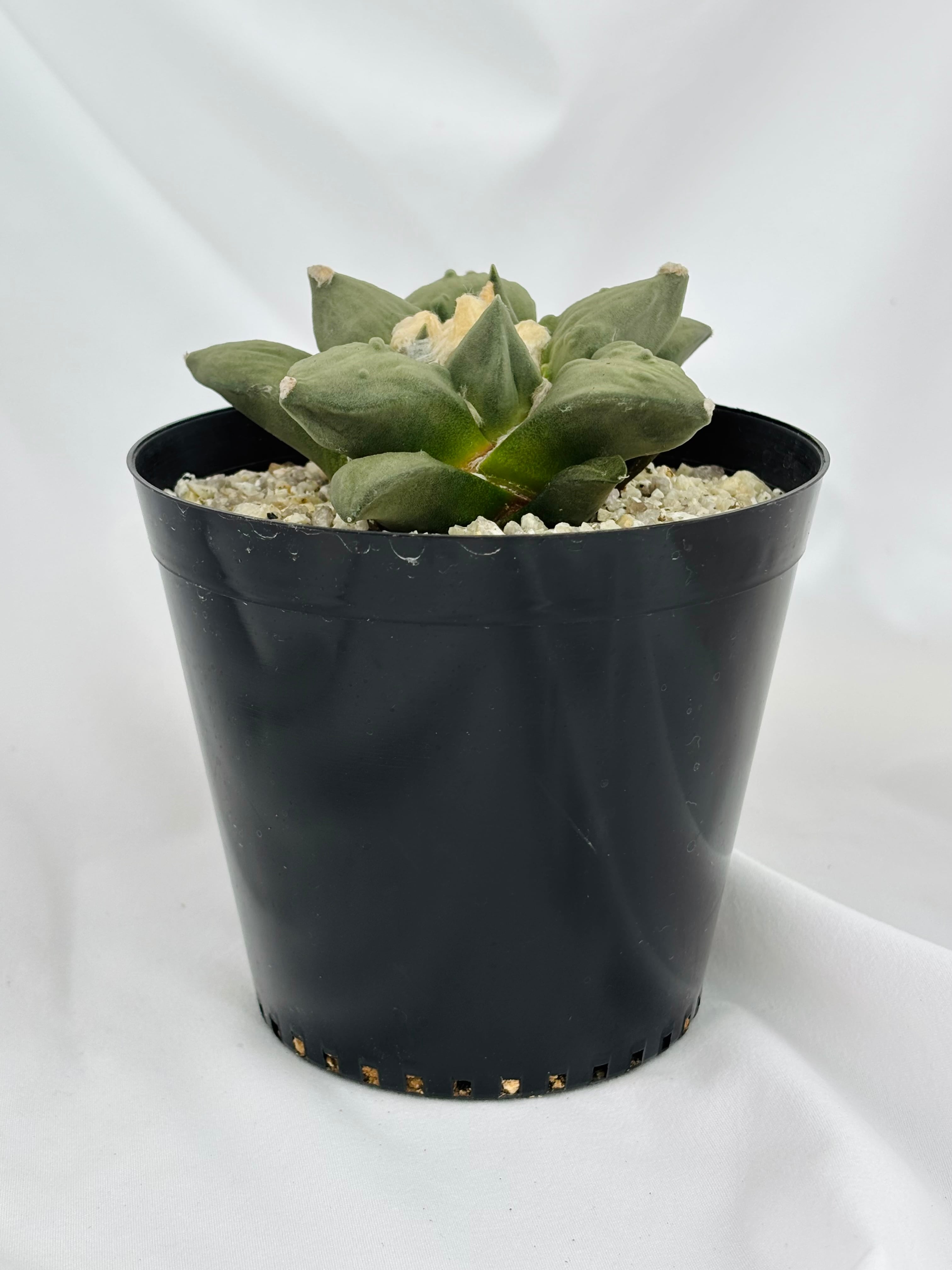 Ariocarpus Cauliflowermonst. アリオカルプス 花牡丹モンスト