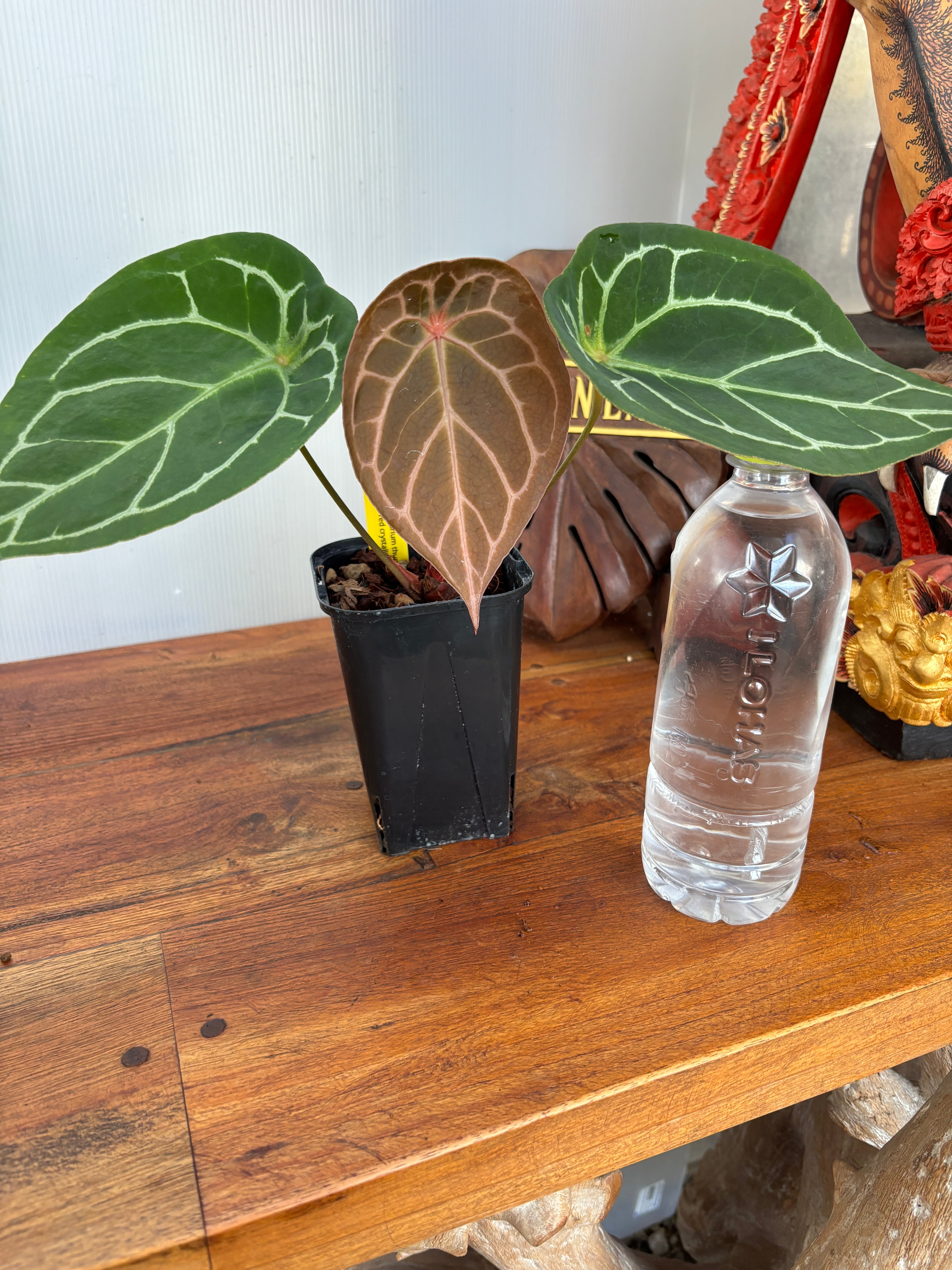 Anthurium | BA PLants