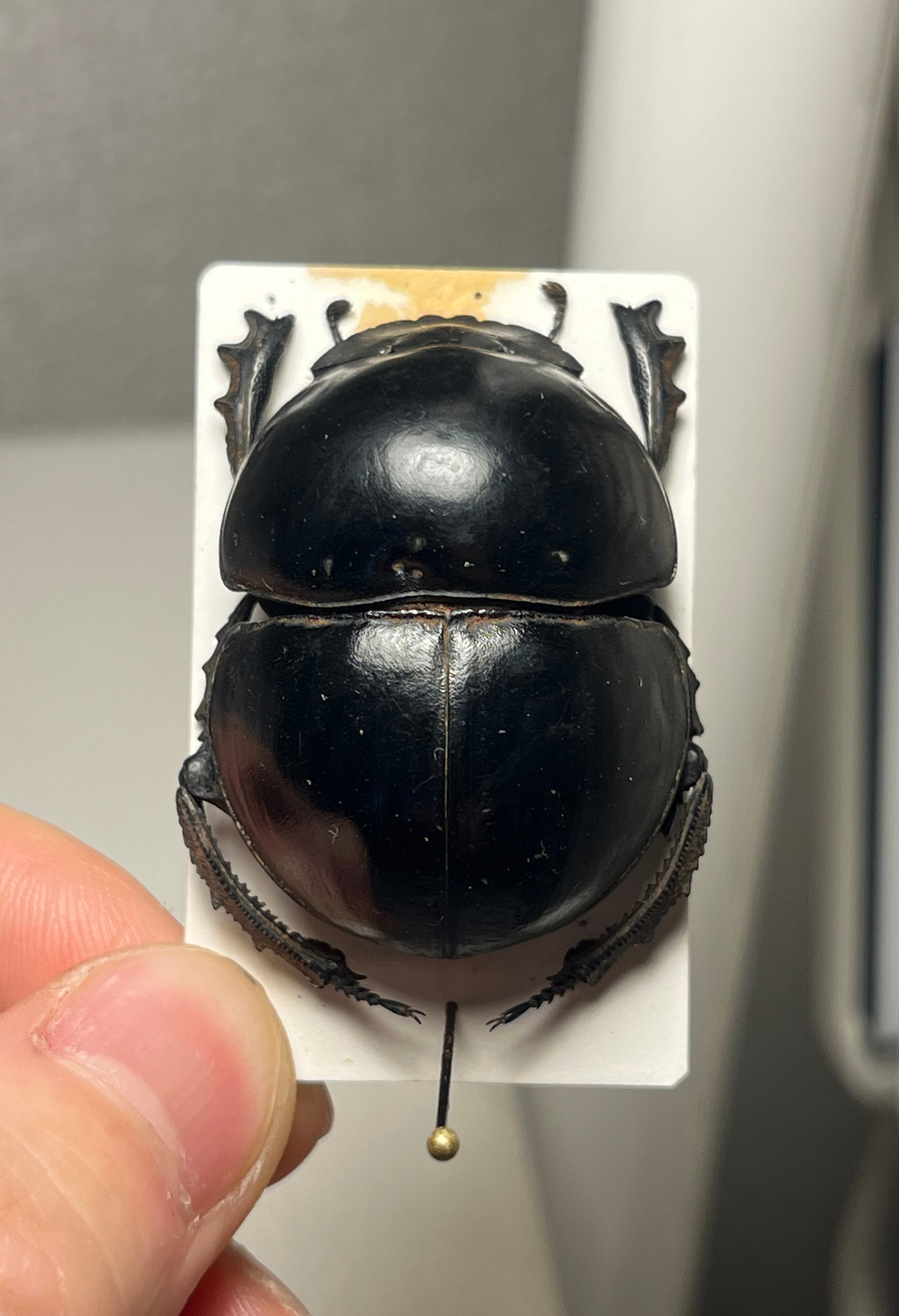 未展足38mm】ピンポンタマオシコガネ 飛べないフンコロガシ オオニジ