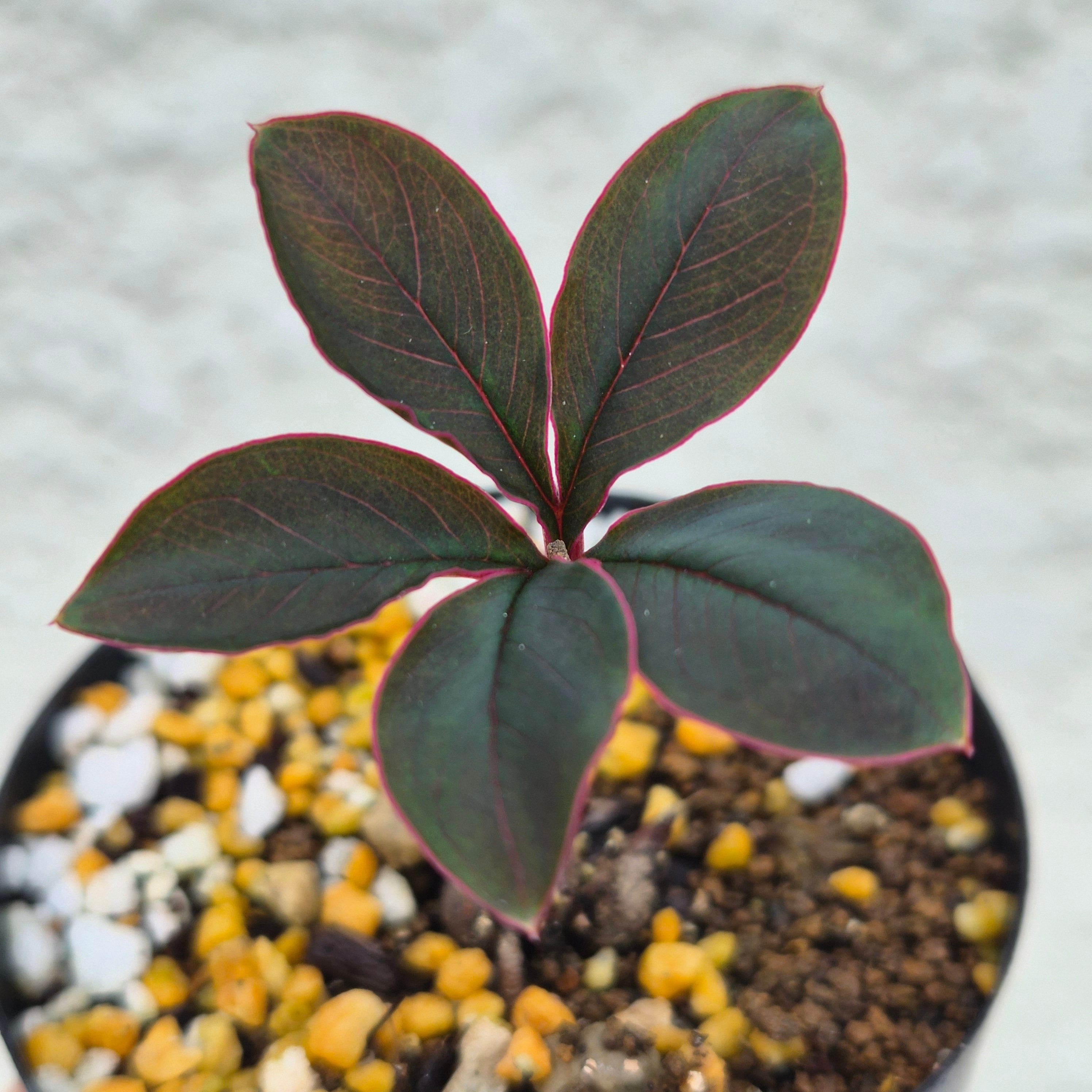 AM21 ♡レア〚 アモルフォファルス アトロビリディス 〛 Amorphophallus Atroviridis 塊根植物 コーデックス