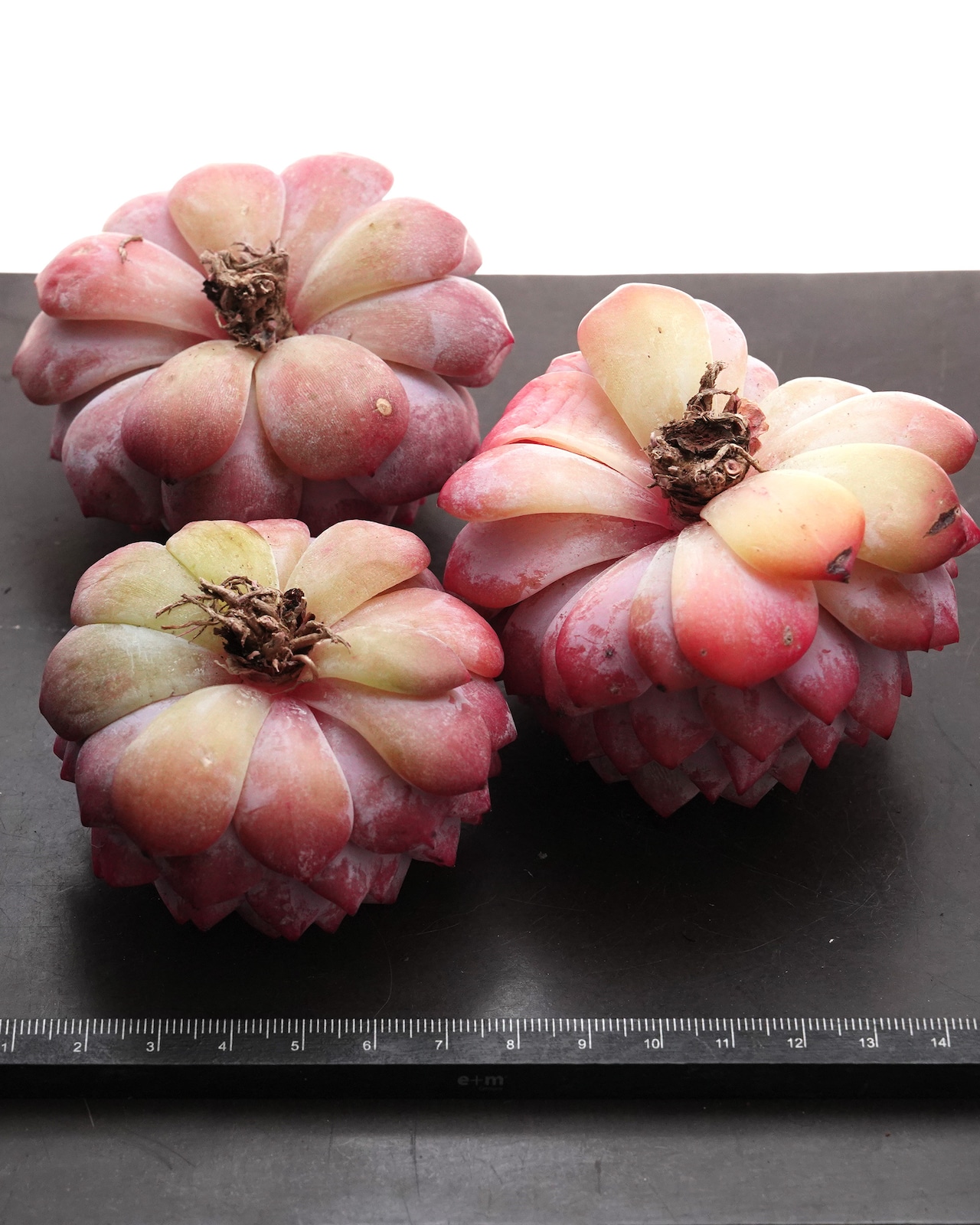 カット苗 スターオレンジ(モンロースター) Echeveria 'Monroe Stars'