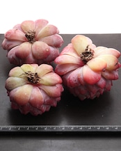 カット苗 スターオレンジ(モンロースター) Echeveria 'Monroe Stars'