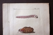 1780s フランス ビュフォン伯爵による蛾と幼虫の博物画b Buffon アンティーク