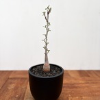 Pachycormus discolor【パキコルムス・象の木・実生】