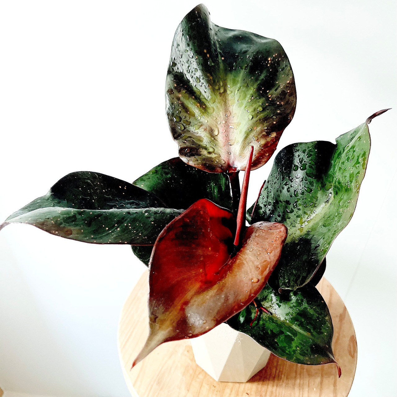 フィロデンドロン レッドハート 観葉植物 calm cafe
