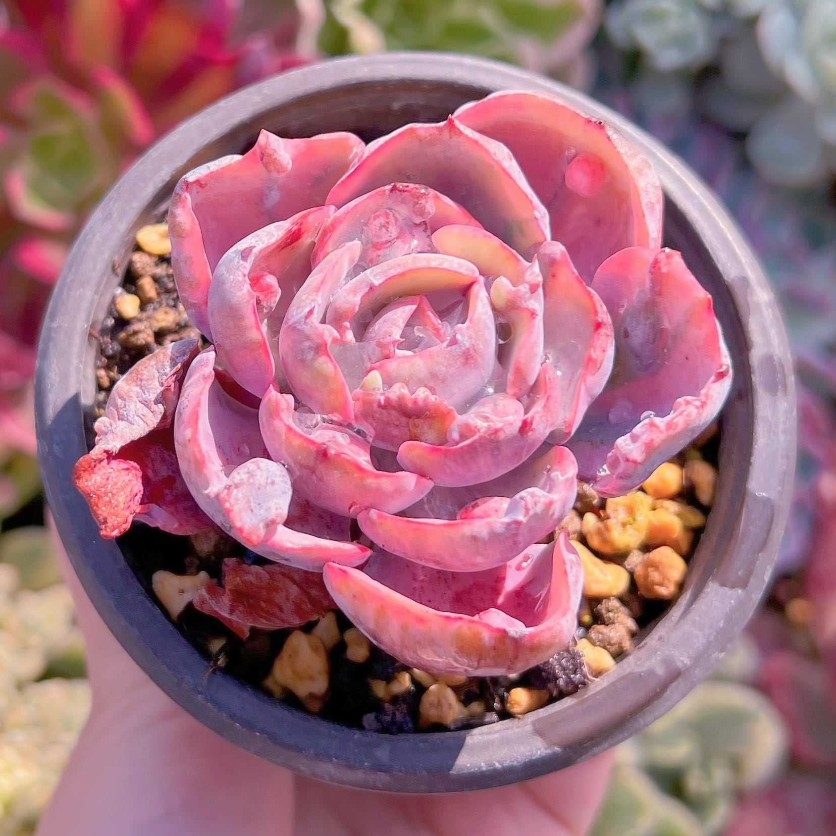 現品　ビヨンセ錦#845　るる農園