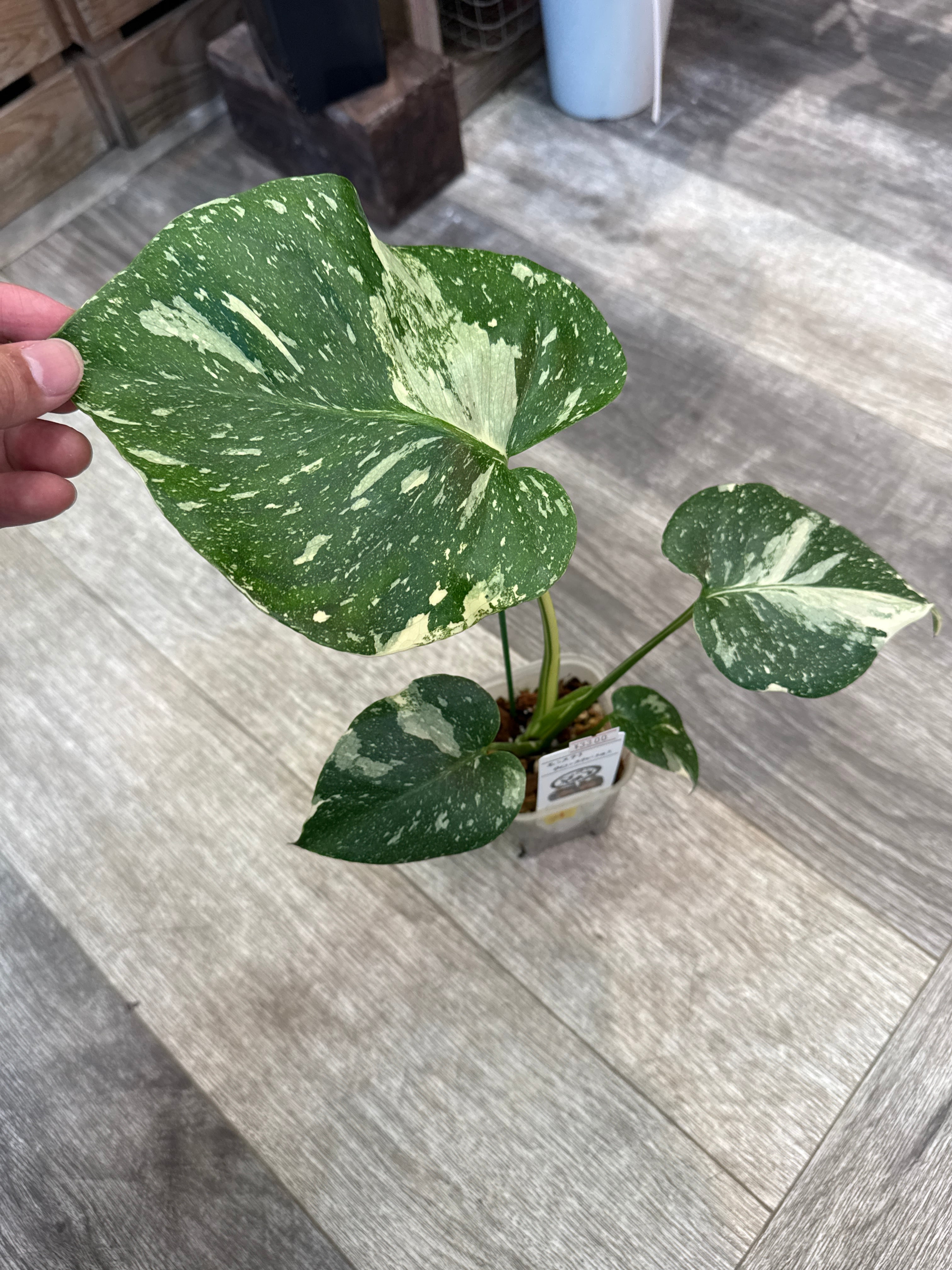 モンステラ タイコンストレーション　最終値引き A モンステラ タイコンステレーション | Gardenえん 【観葉熱帯植物】