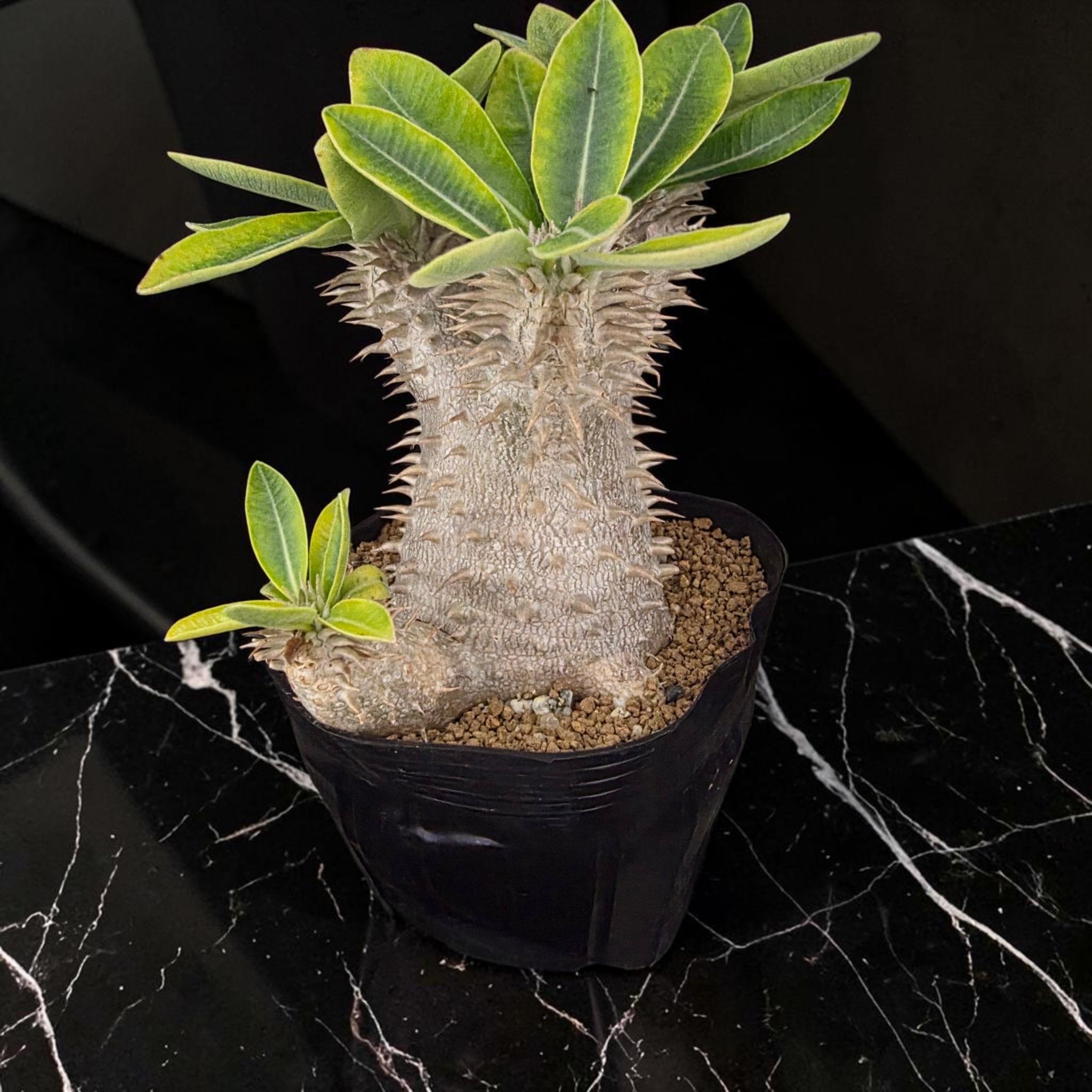 パキポディウム デンシカウレ 恵比寿大黒 実生株 (Pachypodium