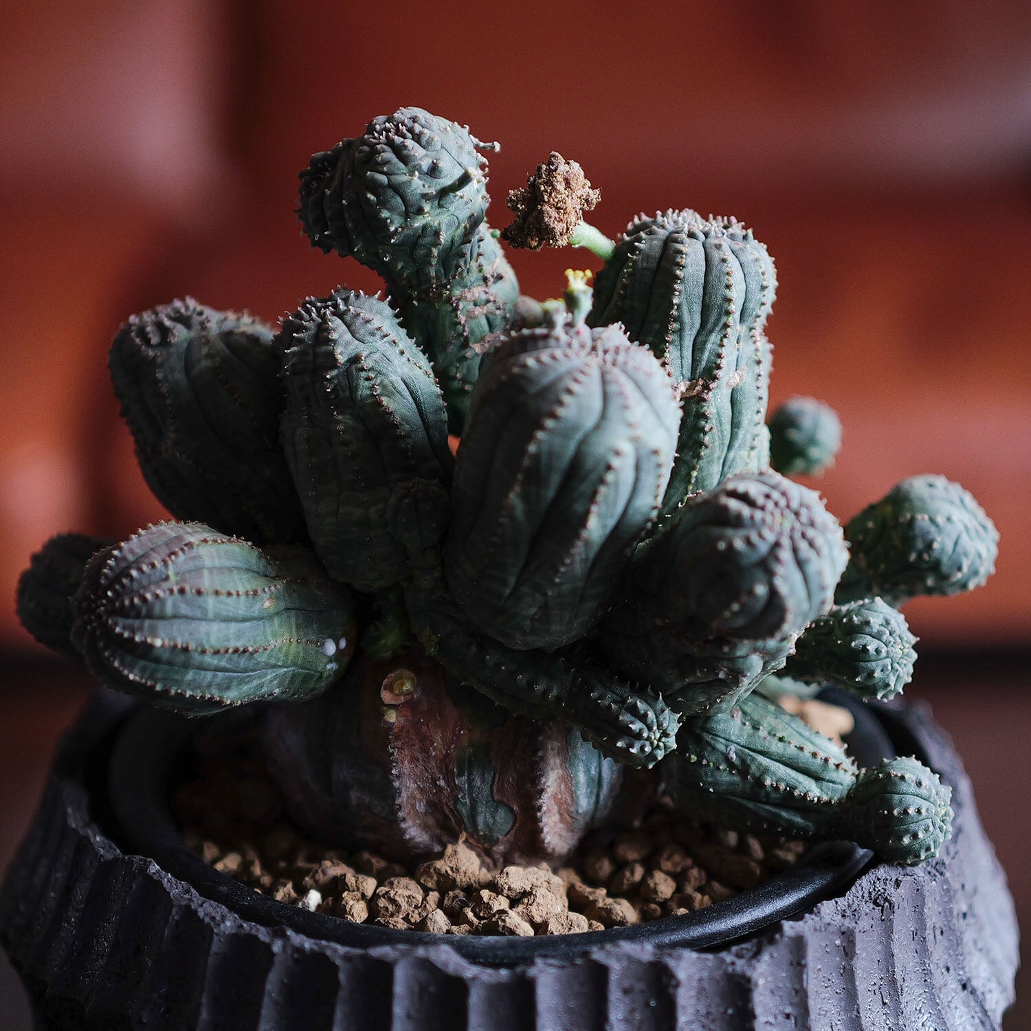 オス株【超厳選株】超大株 直径約15cm 異型 仔吹き まん丸 オベサ