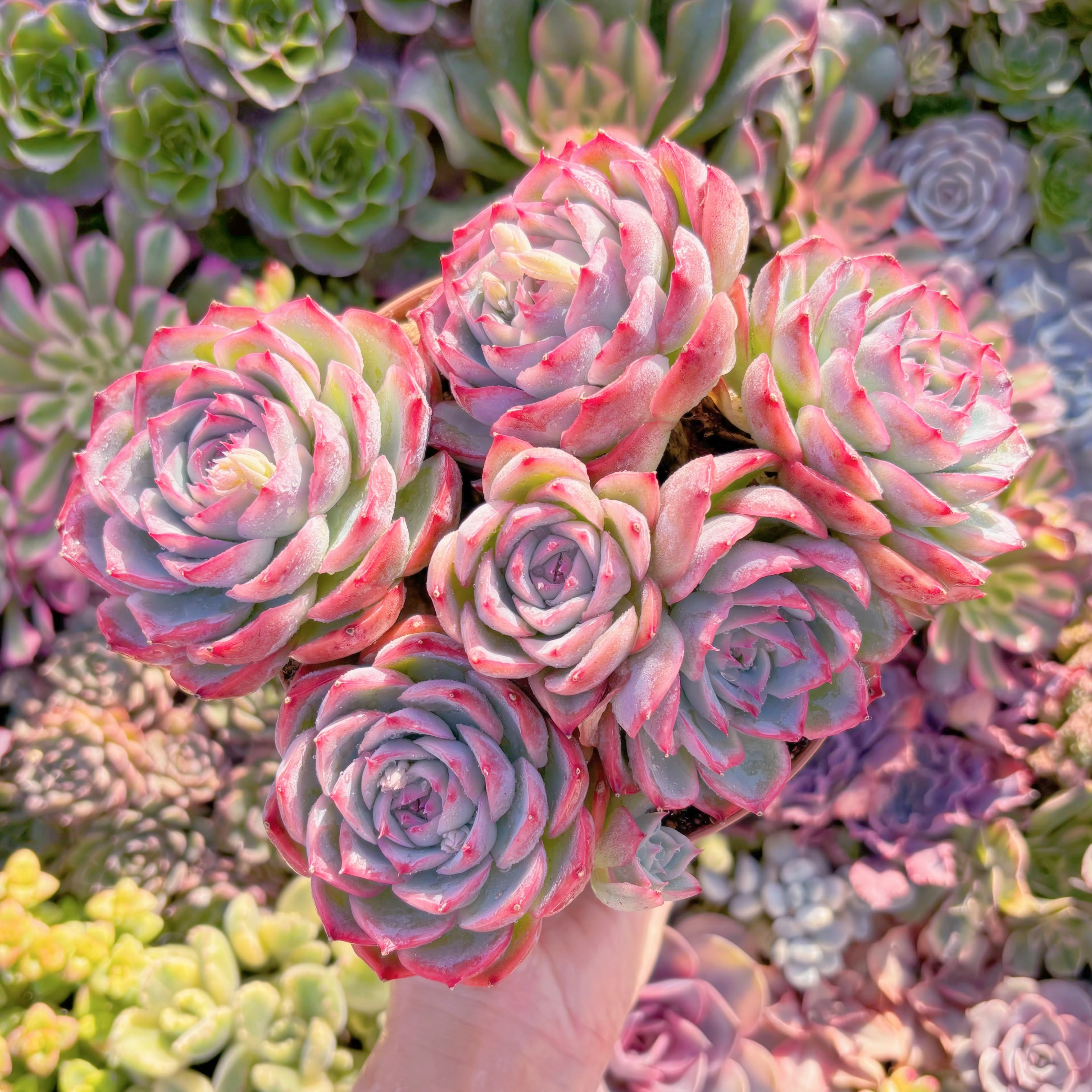 現品　シルエット#M155　特大群生　新入荷　るる農園