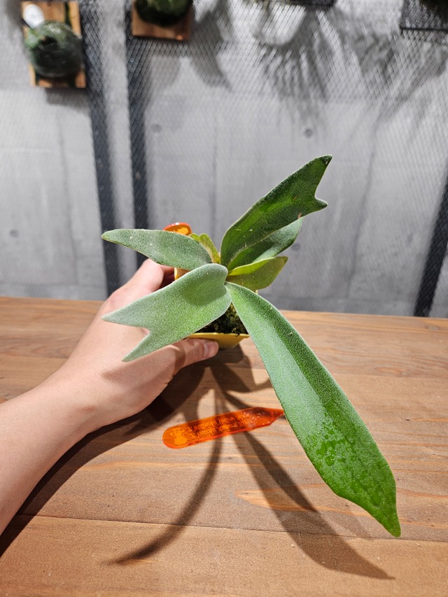 P.veitchii Auburn River × P.willinckii Yellow Moon Sporelings【artPLANTs/PLANTSGARAGE】ビカクシダ/Platycerium