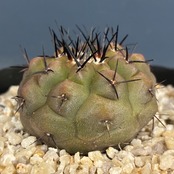 【Copiapoa】サボテン　コピアポア　黒王丸実生【243】