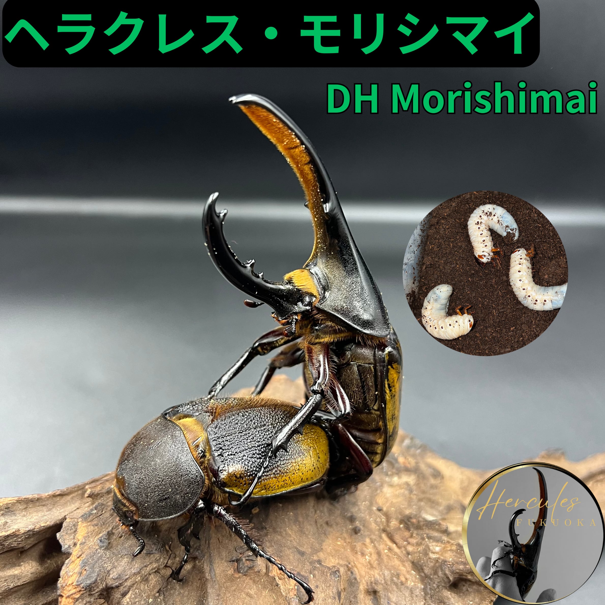 moヘラクレス3本まとめ売り moヘラクレス3本まとめ売り ヘラクレスヘラクレスbr/ブルー系標本