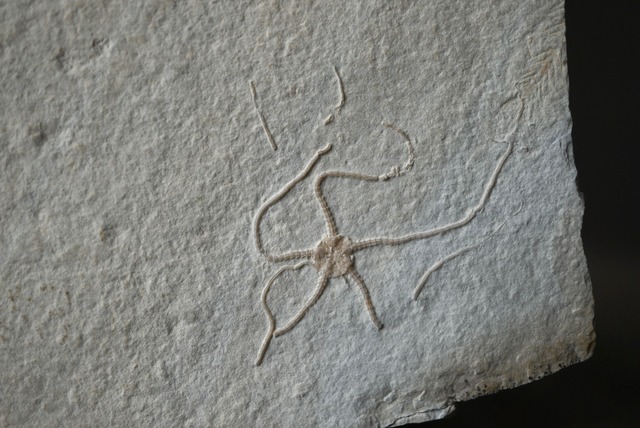 ドイツ産クモヒトデ化石 Sinosura kelheimense 1421