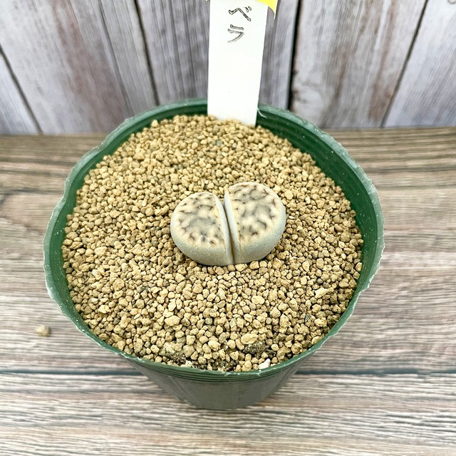 ベラ [リトープス,メセン]　３寸　多肉,多肉植物