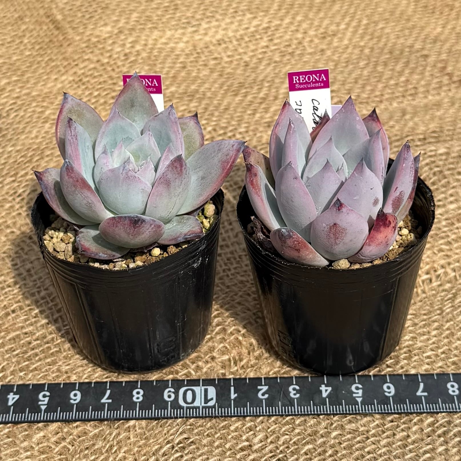 ブラックサバス コロラータ ルーフ2苗セット 管理番号1 | REONA Succulents