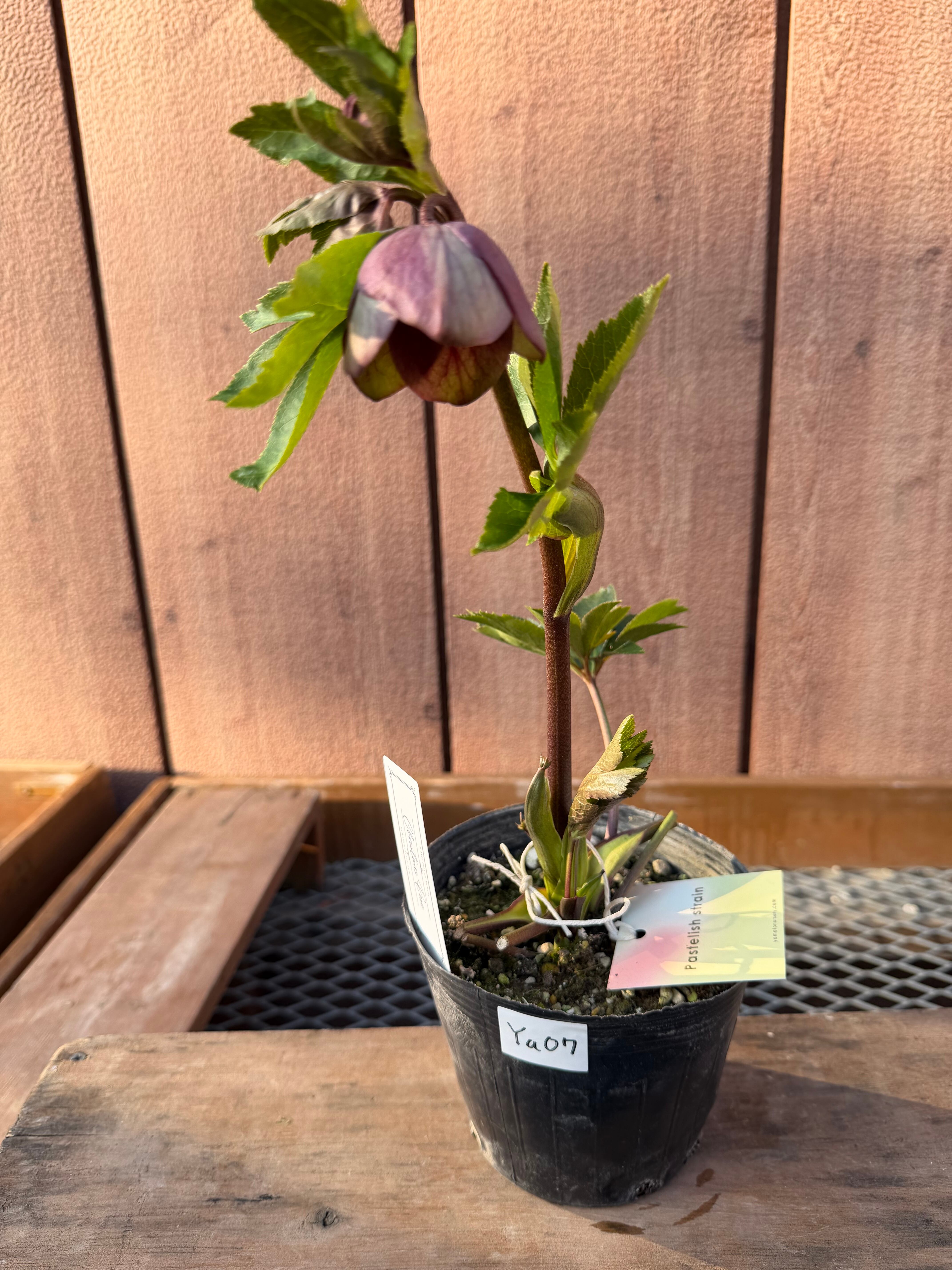 グリーンパステリッシュストレイン 大和園 クリスマスローズ【Ya07