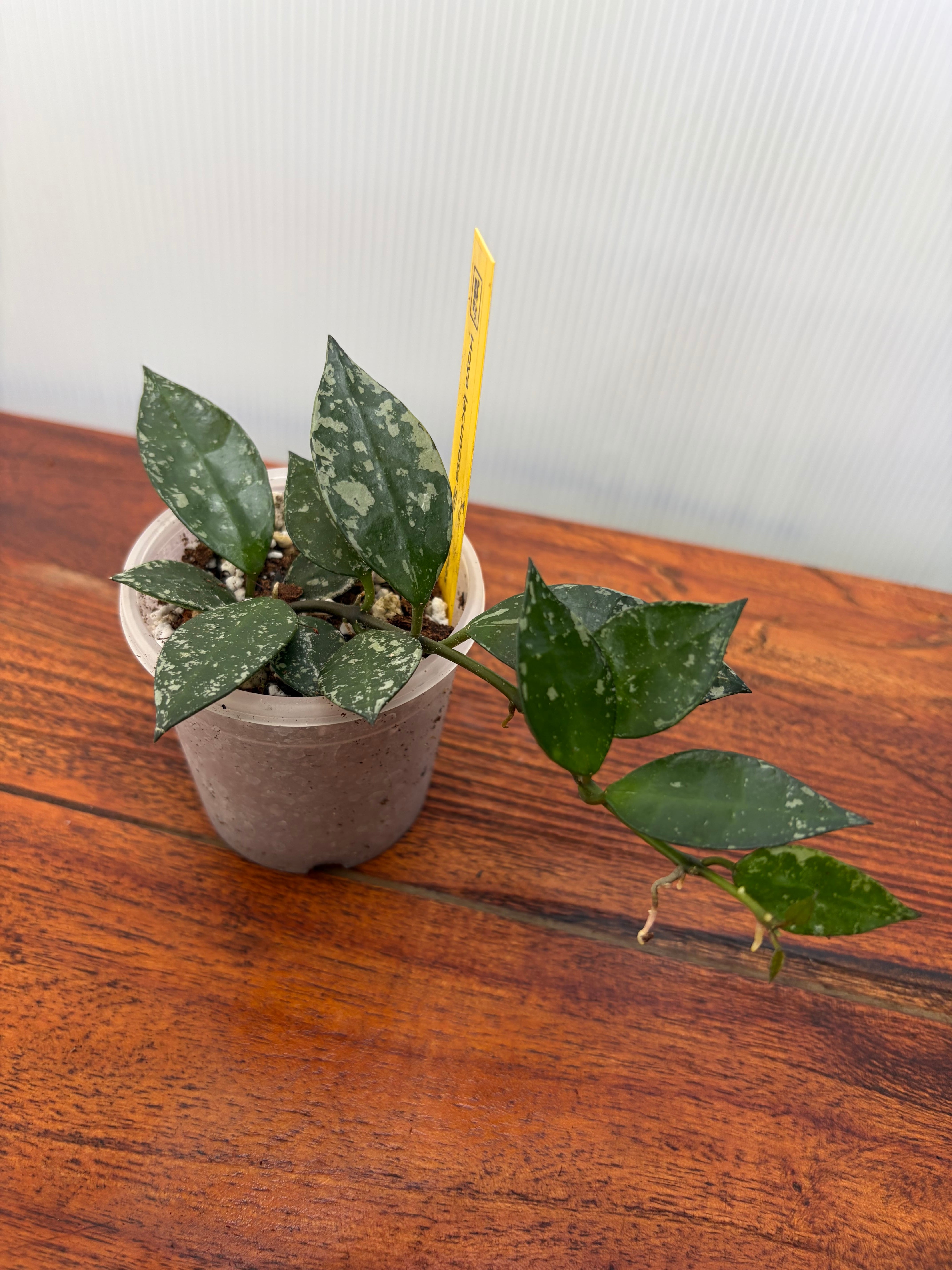 Hoya | BALI-AN 園芸