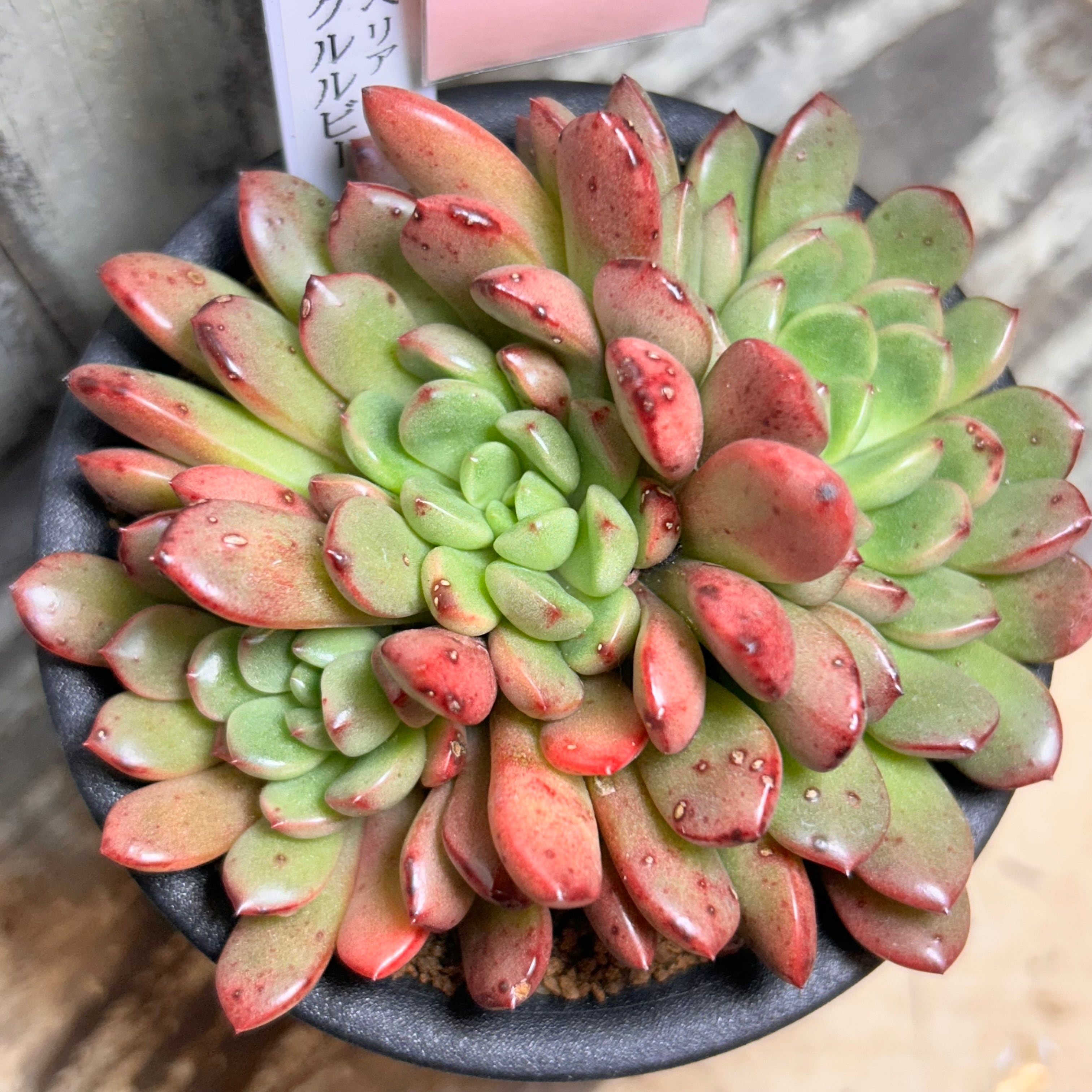 プロリフィカ錦 | RuPo 多肉植物専門店