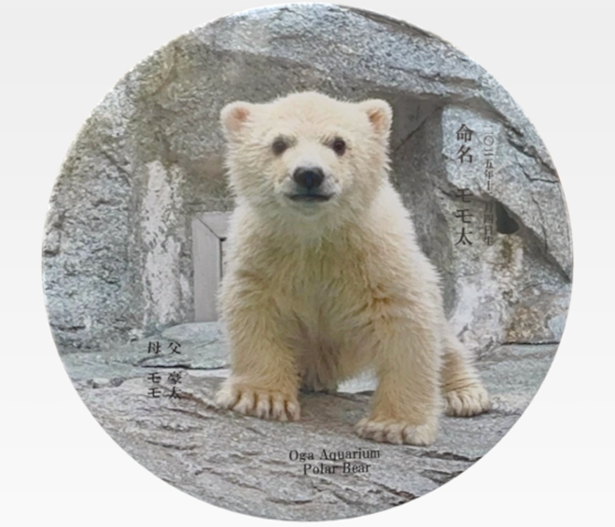 10cm）特大缶バッジ | 男鹿水族館GAO Online Shop