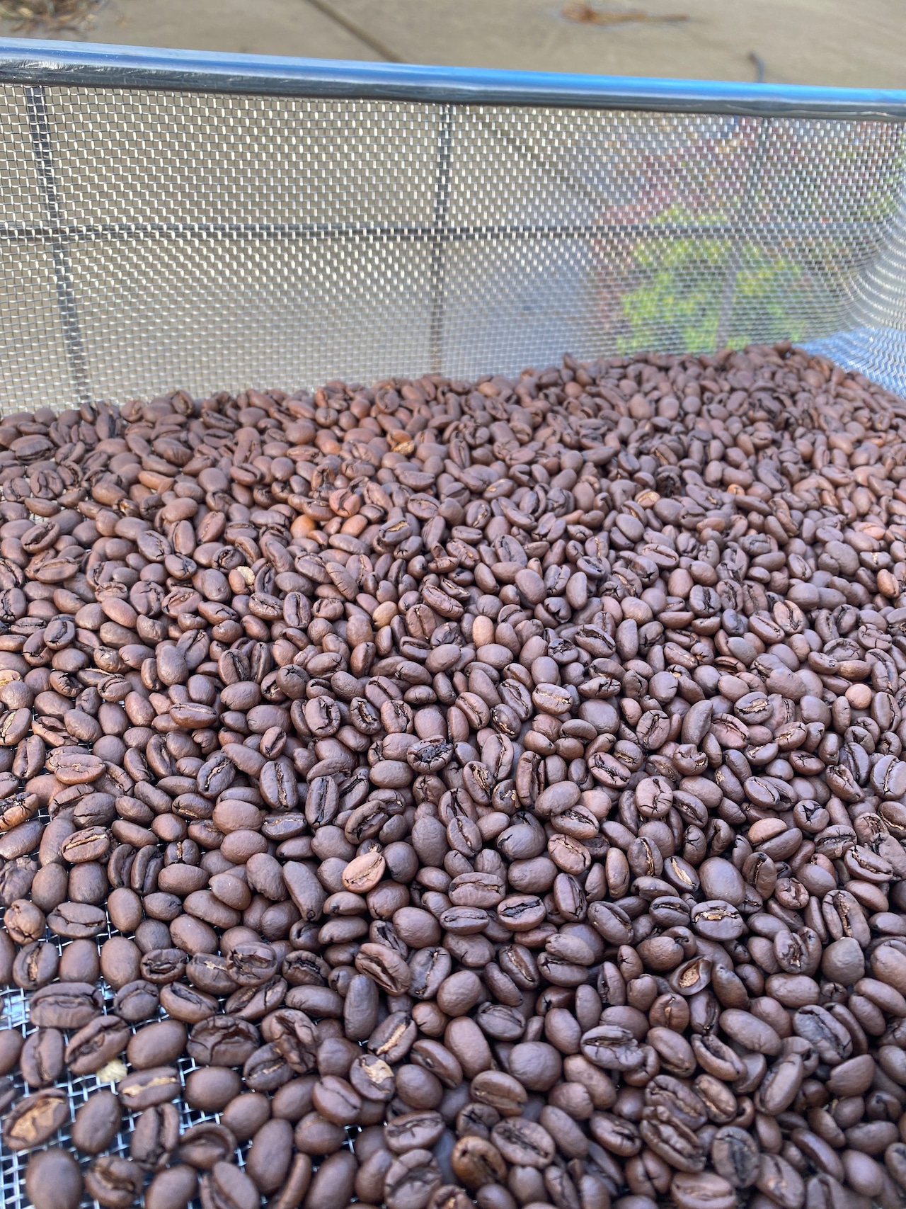 ＜卸＞カフェなど店舗さま向け　イルガチョフ（エチオピア）500g（豆）