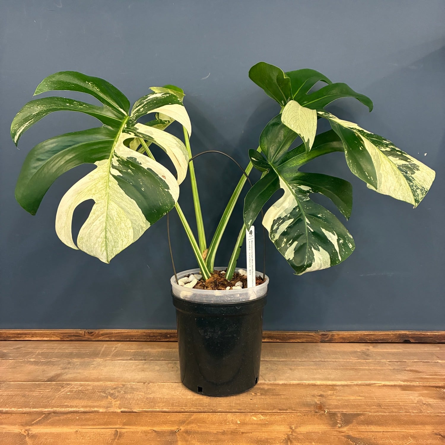 観葉植物 | PROTOLEAF プロトリーフ