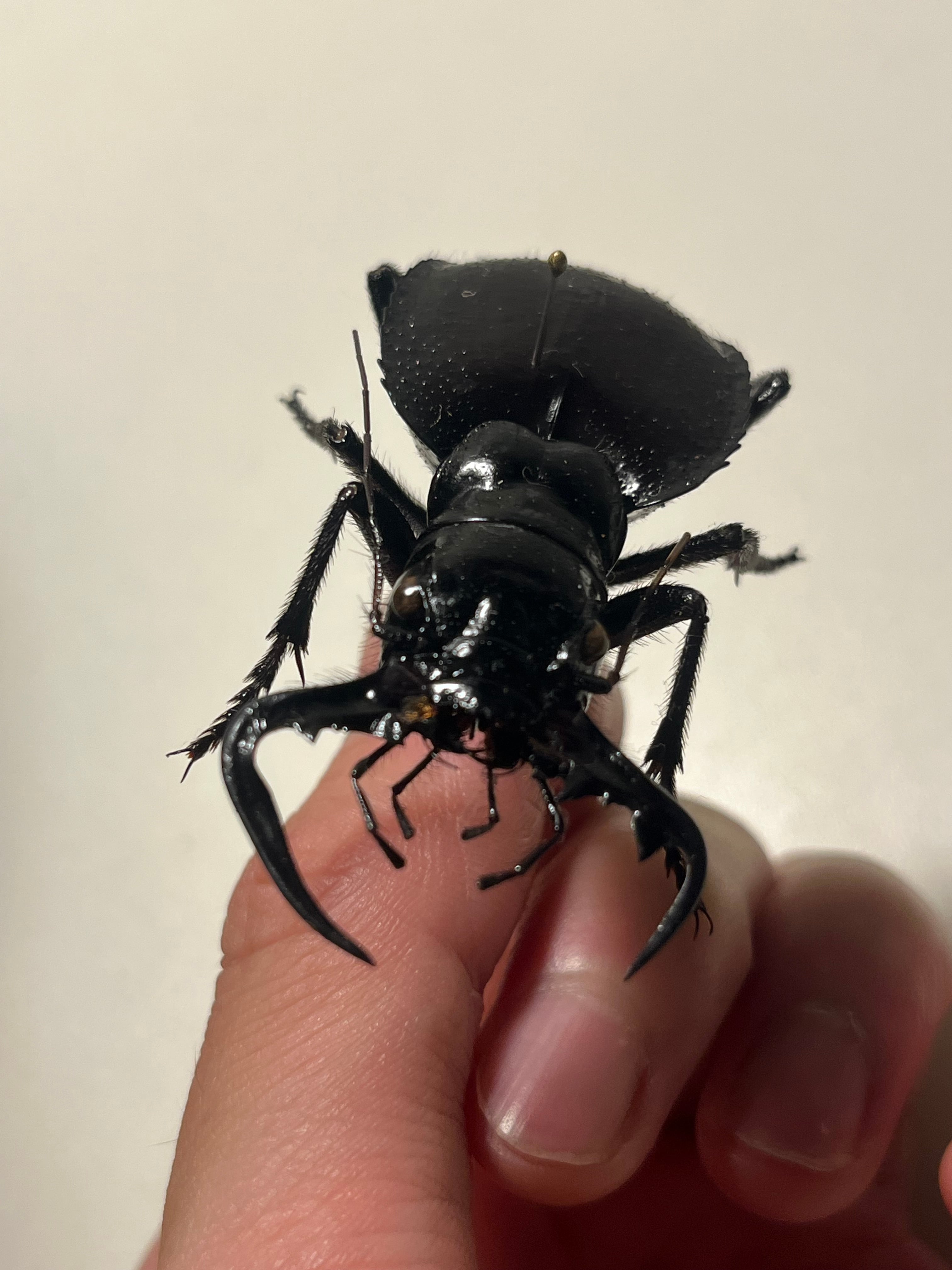 60mm♂】オオエンマハンミョウManticora アカヘリエンマゴミムシ