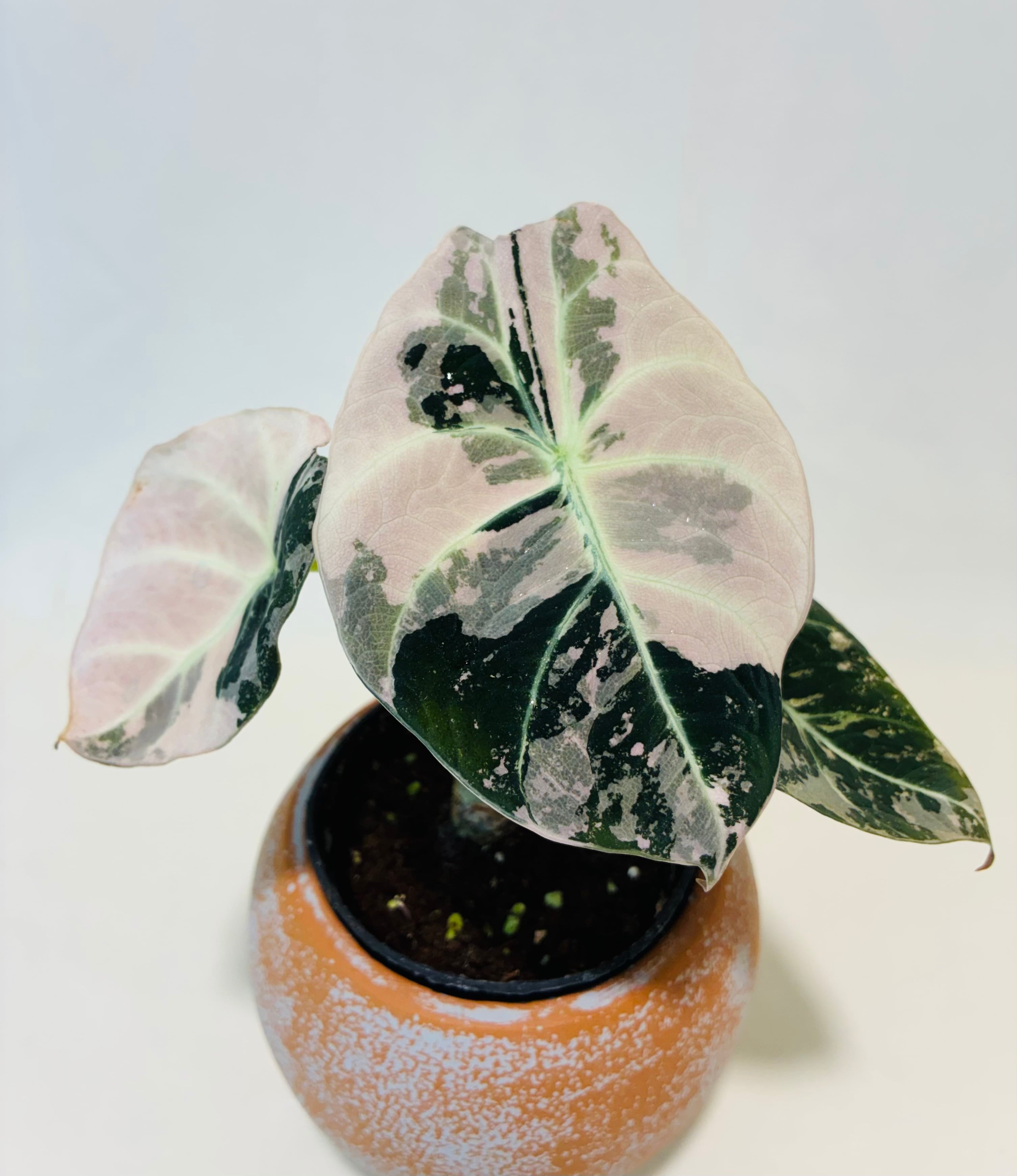P.coronarium Philippines Dwarf/コロナリウム・フィリピネス