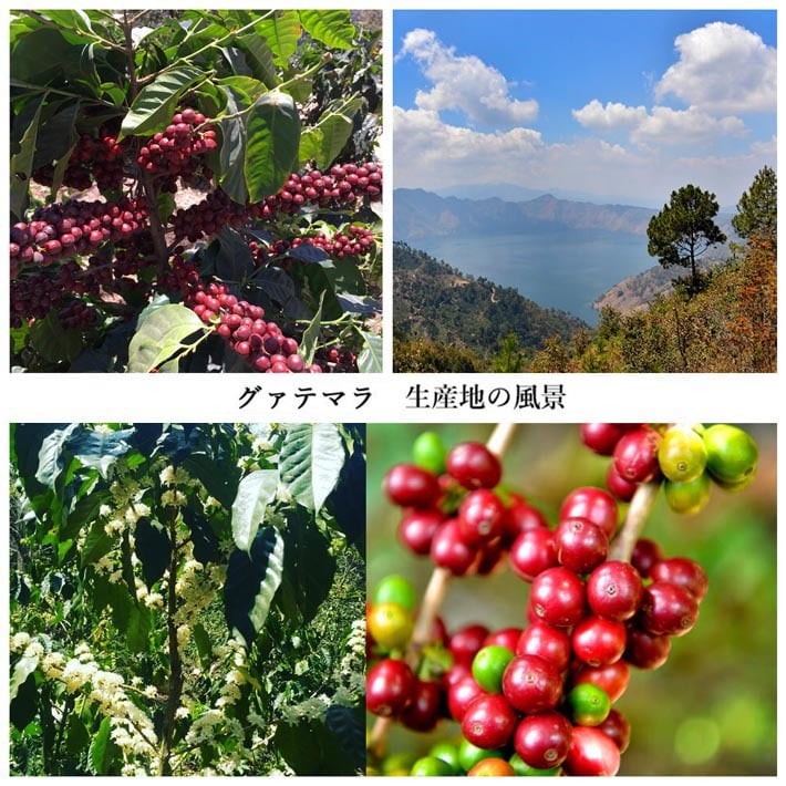 初回限定 コーヒー豆3種 お試しセット2（ブレンド/グァテマラ