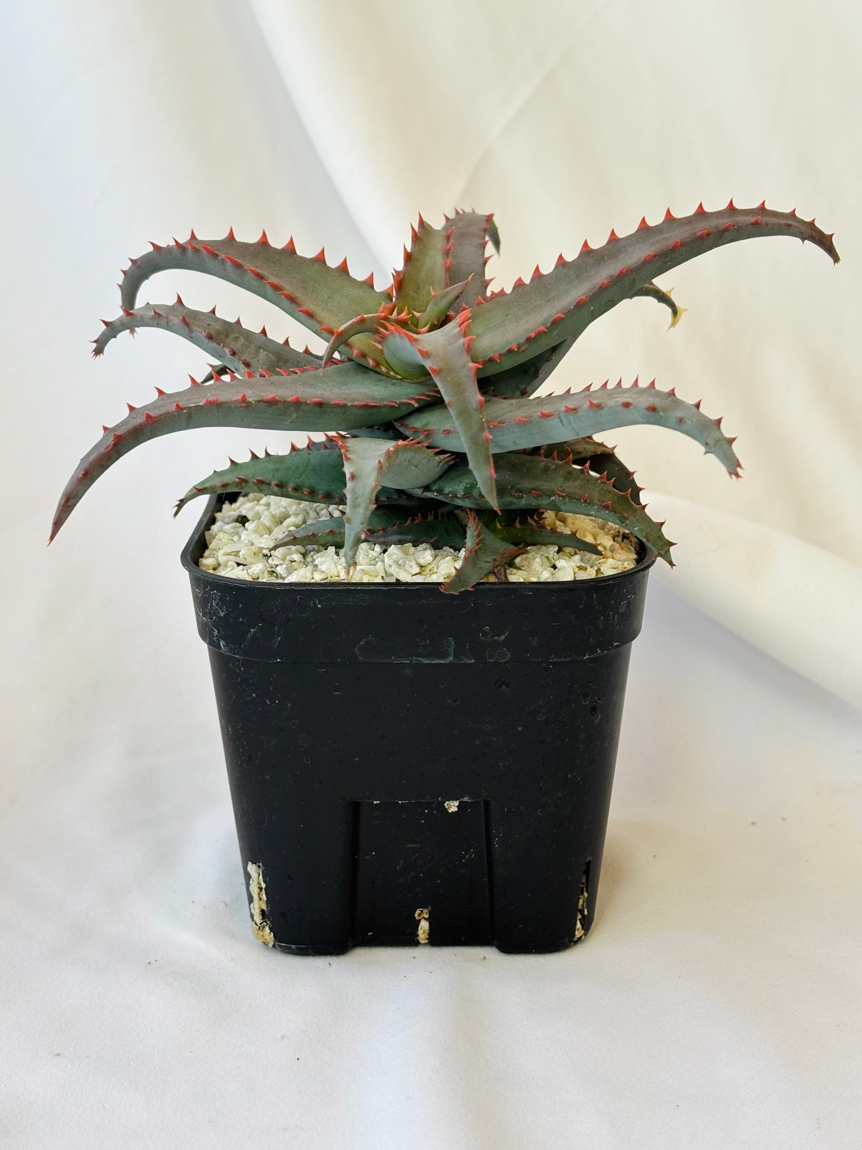 Aloe hybrid アロエ ハイブリッド 多肉植物 | plants MARU ーサボテン