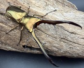 《メタリフェルホソアカ亜種サンギレンシス 71mm ペア》