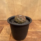 Copiapoa hypogaea【コピアポア・ヒポガエア・バルクテンシス】